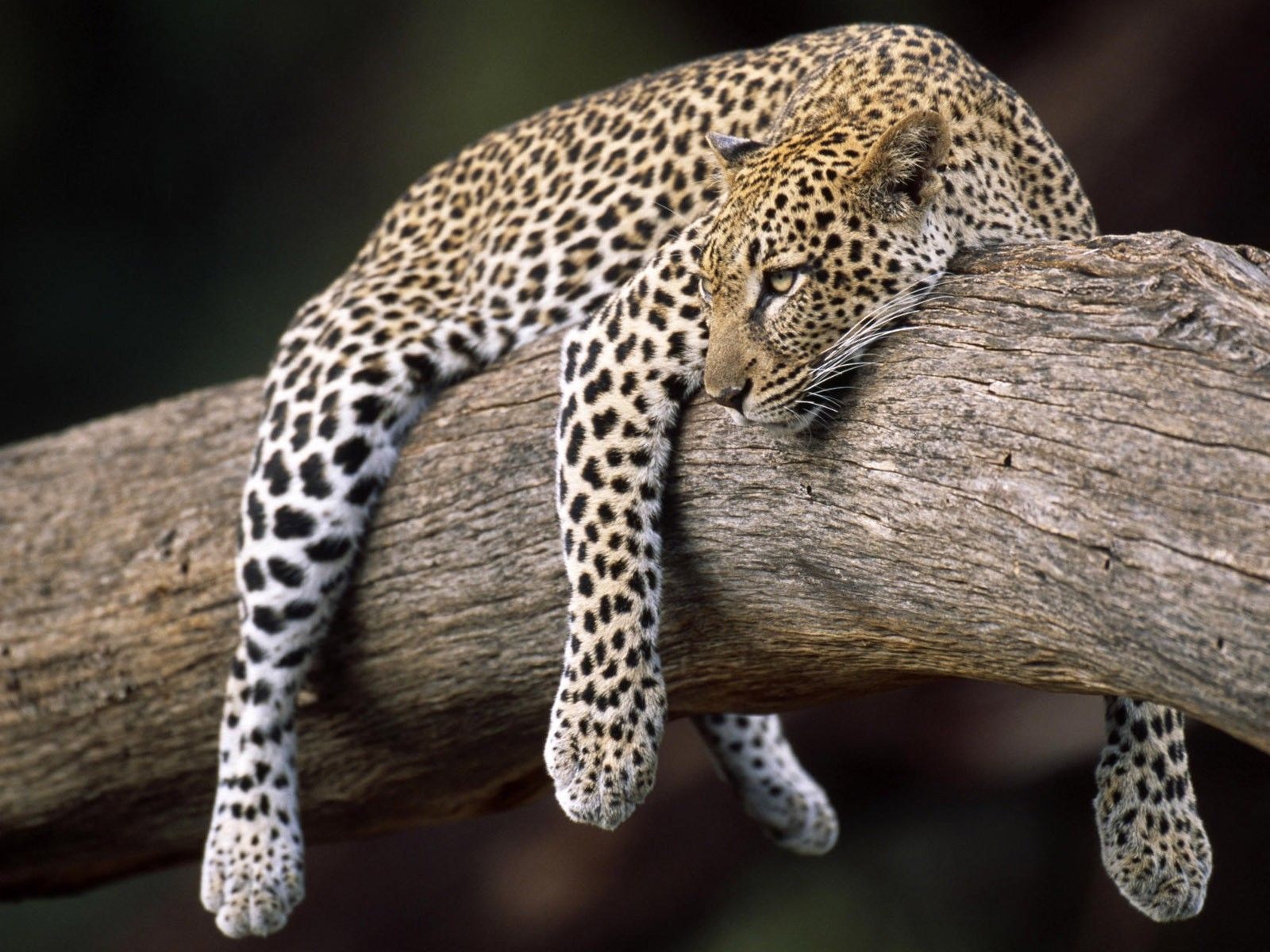 Leopard, Baumstamm, Ruhen, Raubkatze, Flecken, HD, Hintergrundbild fürs Tablet