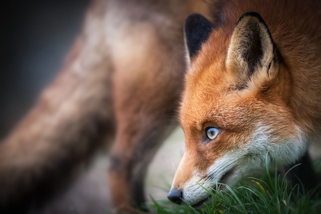Rotfuchs, Blaue Augen, Nahaufnahme, Profil, Unschärfe, HD, Hintergrund für den Desktop