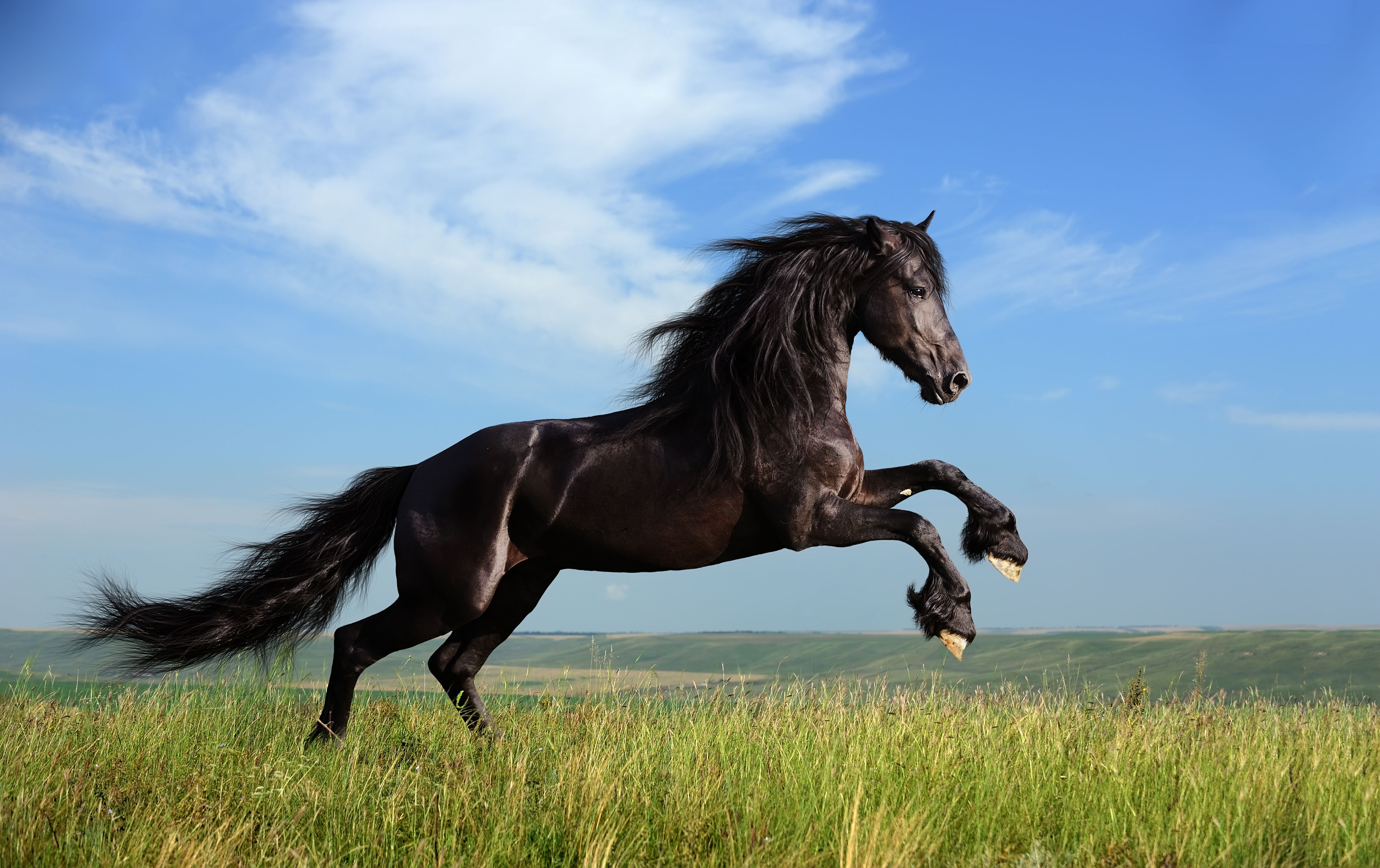 Rappe, Pferd, Aufbäumen, Wiese, Blauer Himmel, 4K, Hintergrundbild für den PC