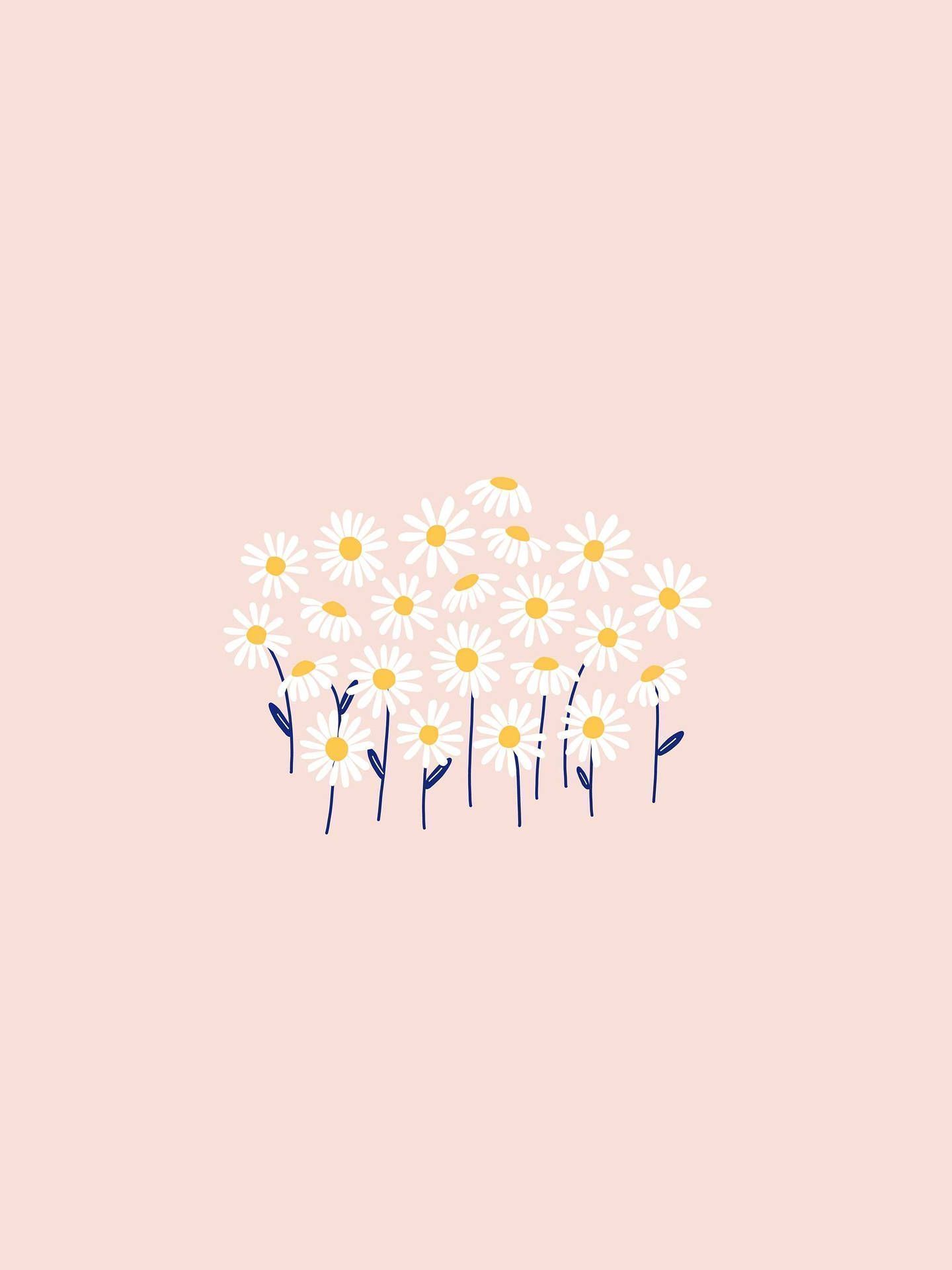Gänseblümchen, Blumenstrauß, Rosa Hintergrund, Minimalistisch, Illustration, QHD+ Wallpaper