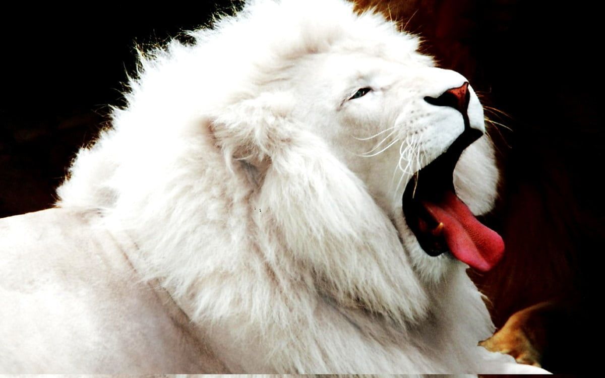 Weißer Löwe, Gähnen, Mähne, Schwarzer Hintergrund, Raubkatze, Wallpaper