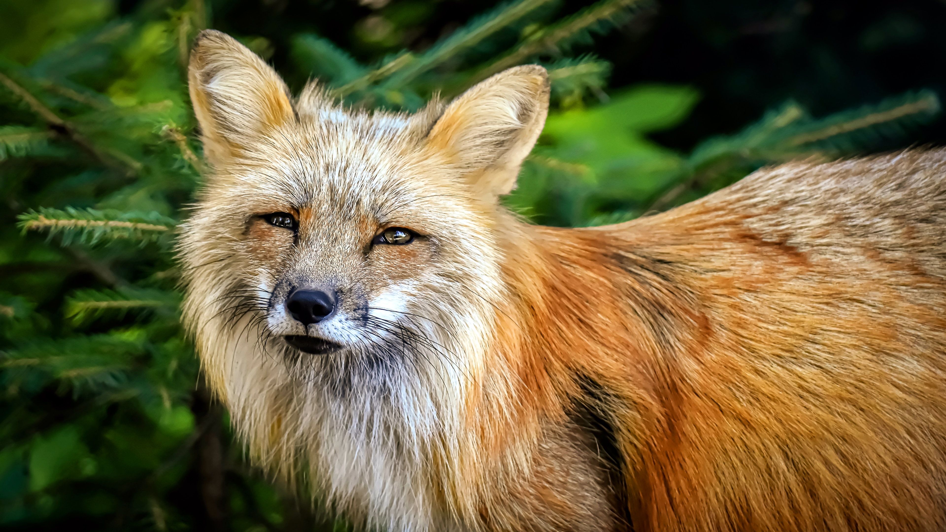 Rotfuchs, Wald, Porträt, Wildtier, Fell, 3840x2160, 4K-Hintergrundbild für PC