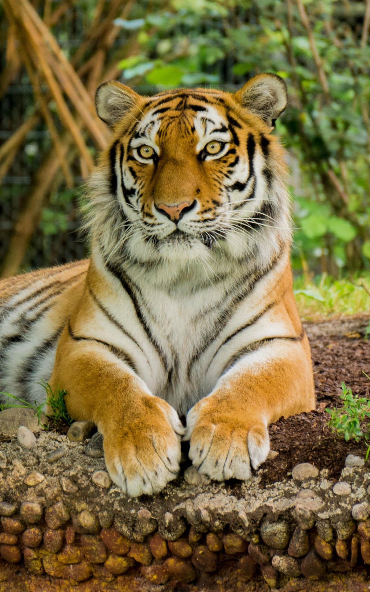 Tiger, Liegend, Felsen, Raubkatze, Frontalansicht, Hochformat, Hintergrundbild fürs Smartphone