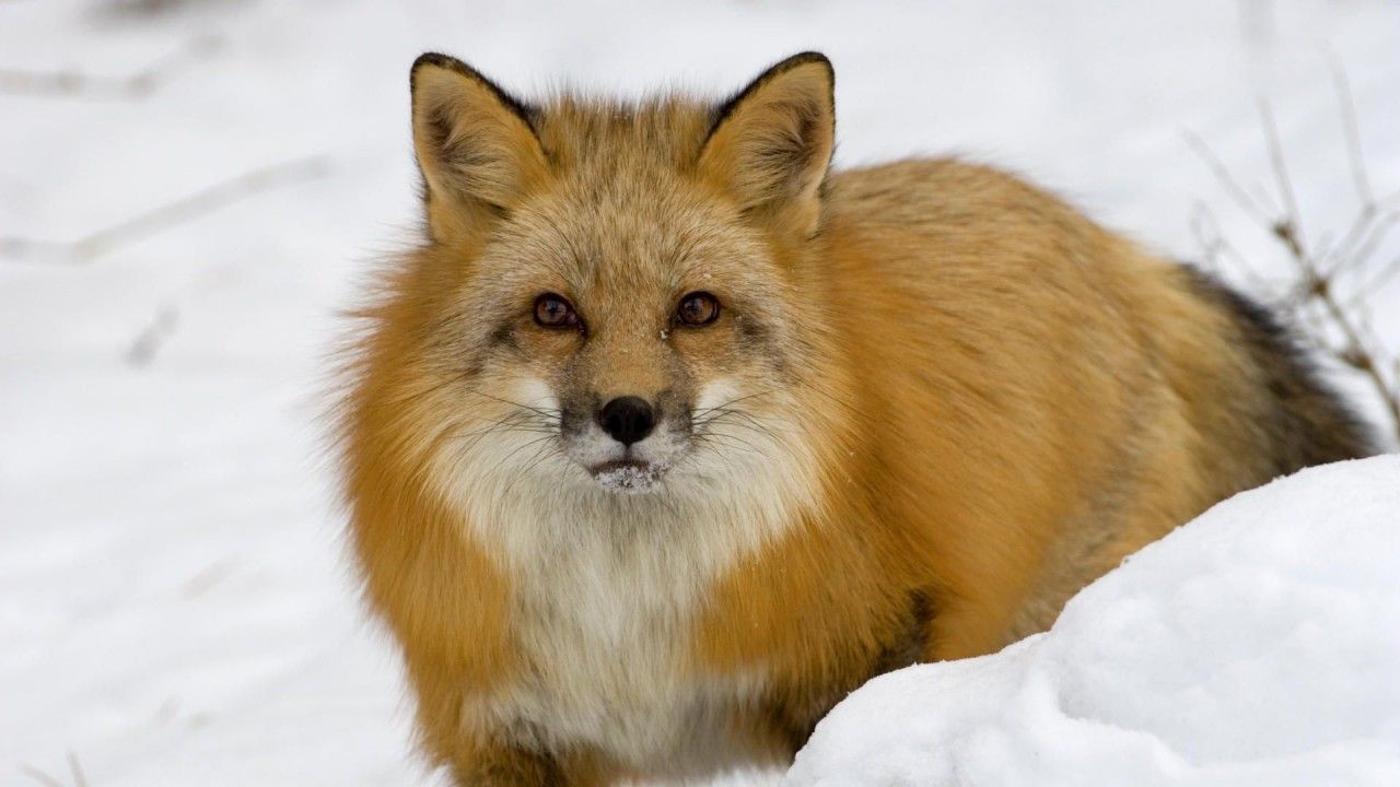 Rotfuchs, Schnee, Winter, Liegend, Fell, 16:9, HD-Hintergrundbild für den Desktop