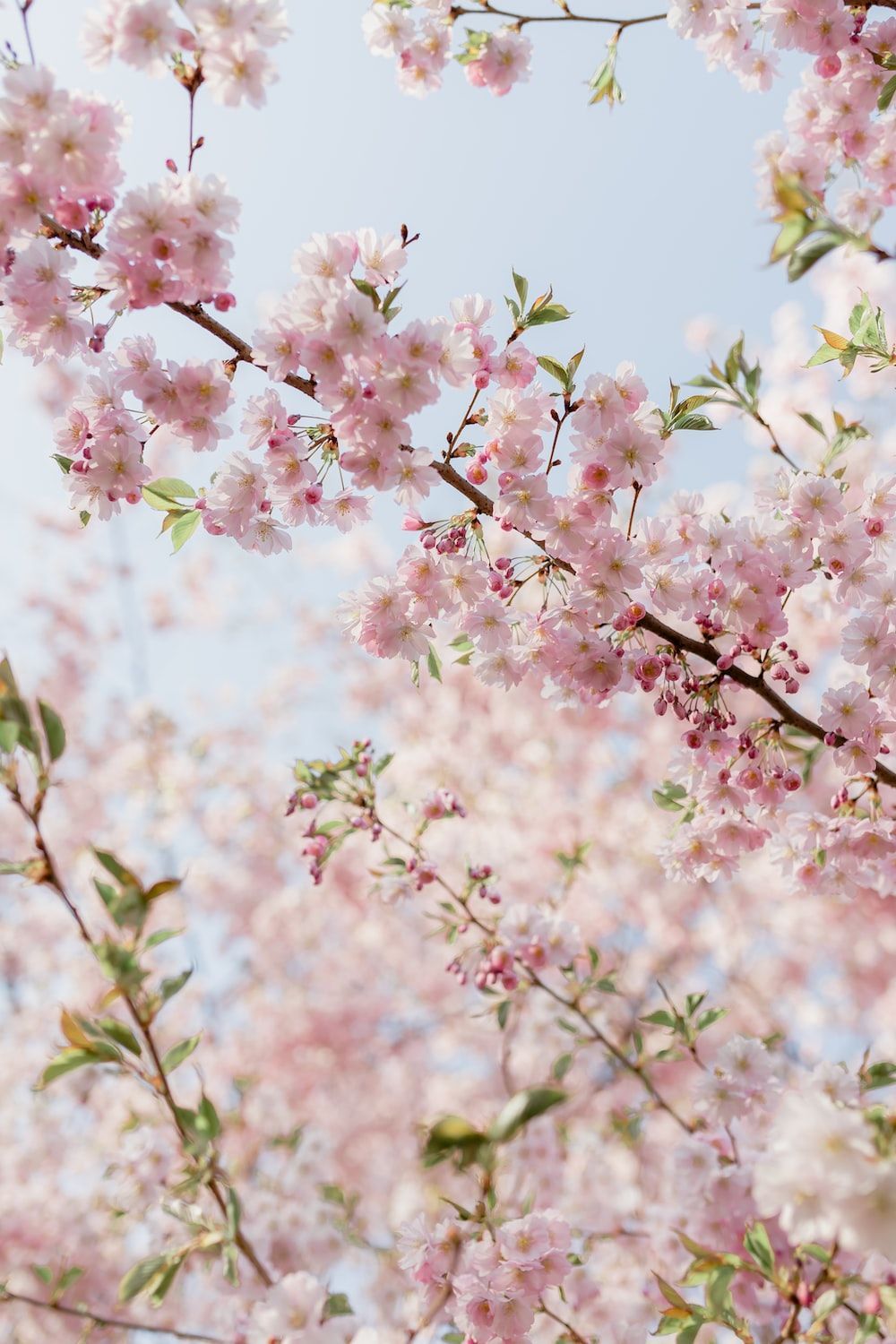 Kirschblüten, Rosa Blüten, Frühling, Zweige, Himmel, HD, Handy-Hintergrund im Hochformat