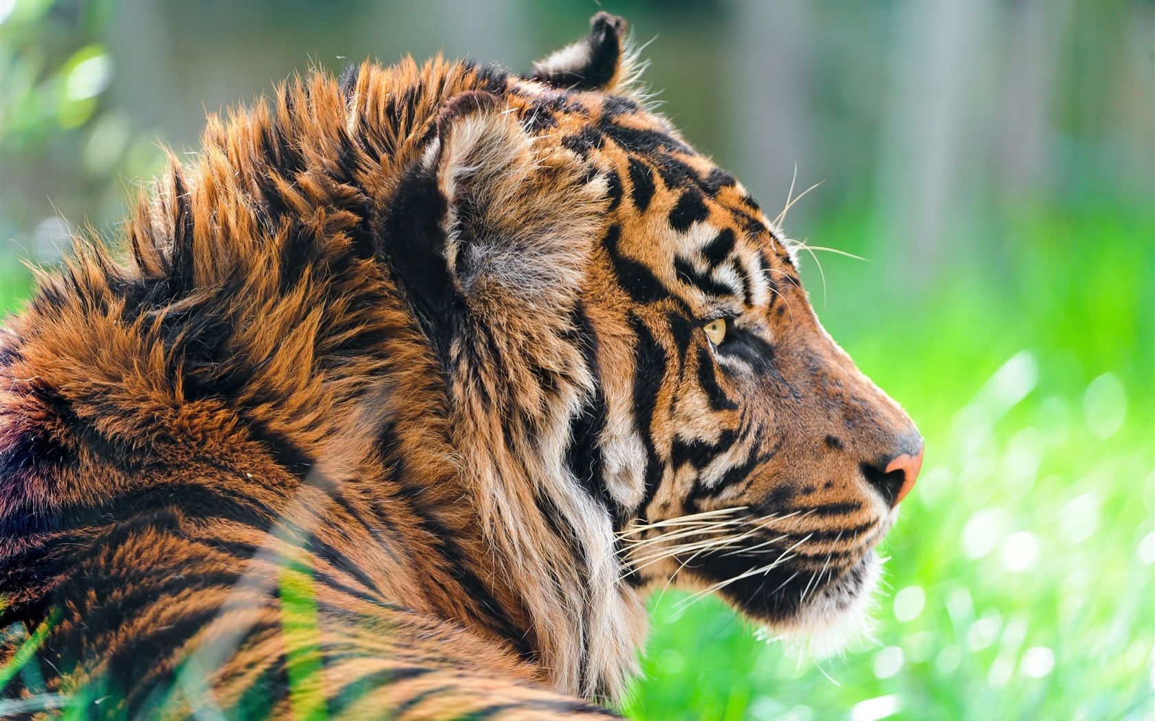 Tiger, Profil, Gras, Nahaufnahme, Bokeh, 16:10, HD-Hintergrundbild für den Desktop