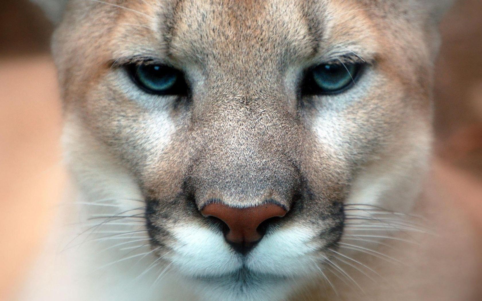 Puma, Nahaufnahme, Blaue Augen, Raubkatze, Gesicht, HD, Hintergrundbild für den PC