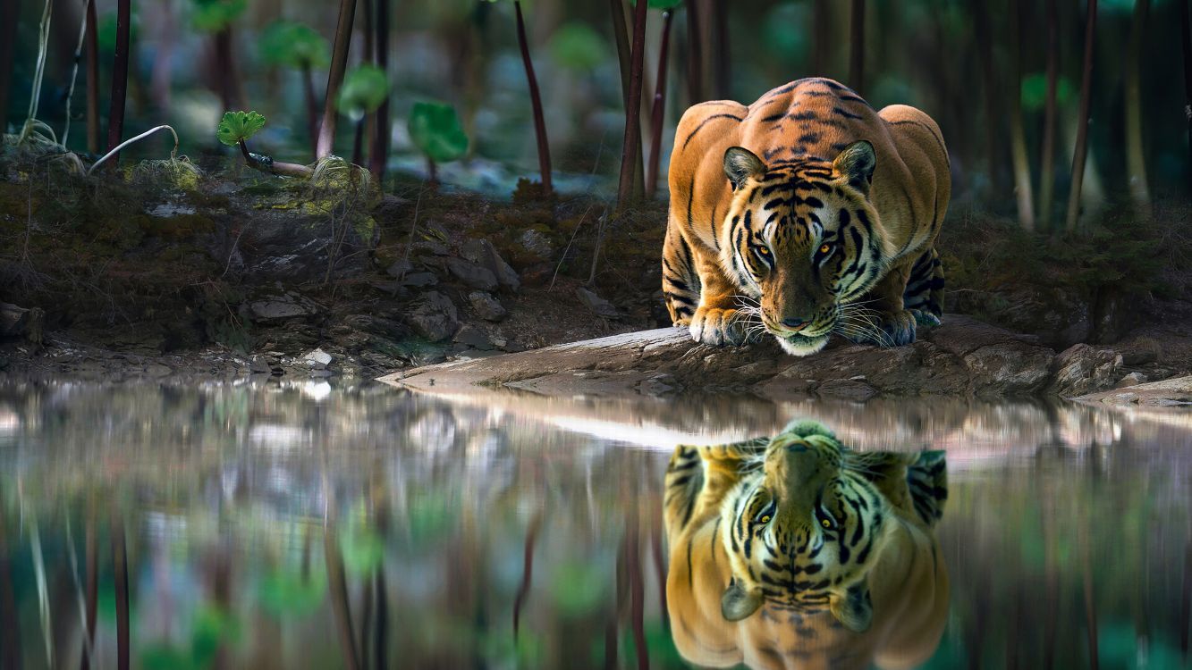 Tiger, Trinken, Wasser, Wald, Raubkatze, 16:9, HD-Hintergrundbild für den Desktop