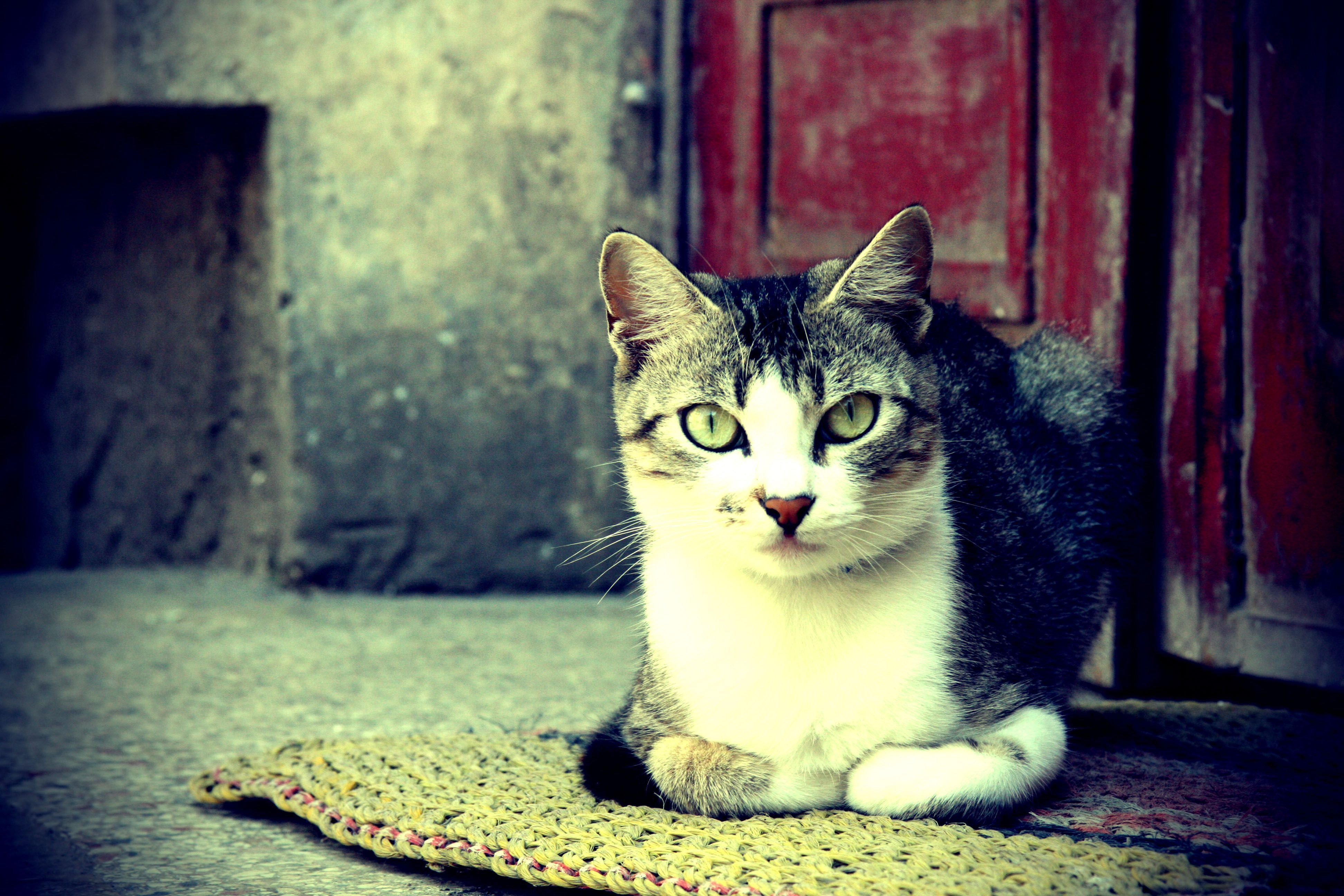 Grau-weiße Katze, Fußmatte, Haustür, Vintage-Look, Grüne Augen, 4K, Windows-Hintergrundbild