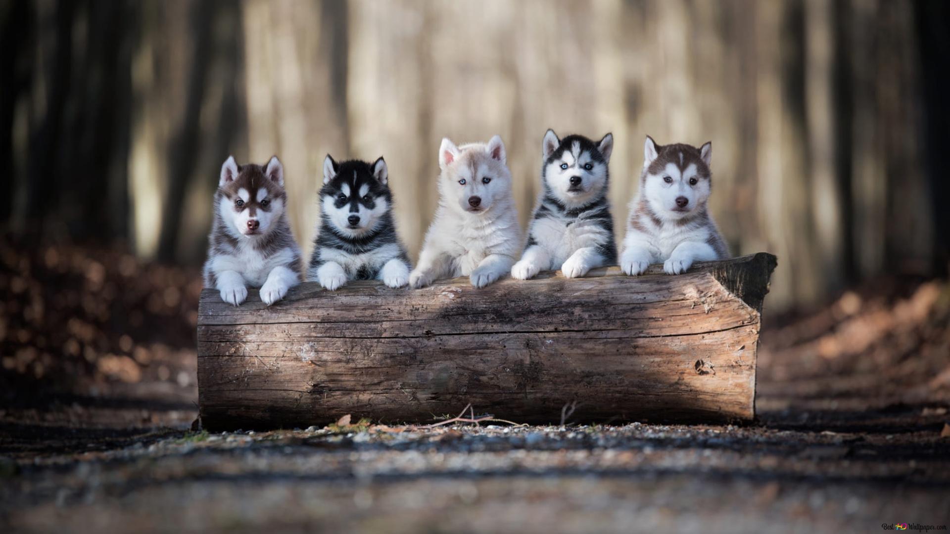 Husky-Welpen, Baumstamm, Wald, Reihe, Niedlich, 1920x1080, Full-HD-Hintergrundbild für PC