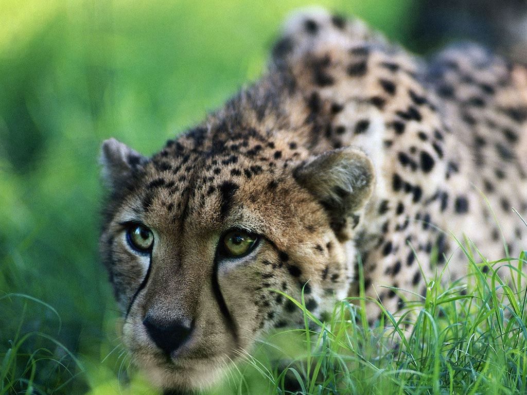 Gepard, Gras, Anschleichen, Raubkatze, Grüner Hintergrund, Wallpaper