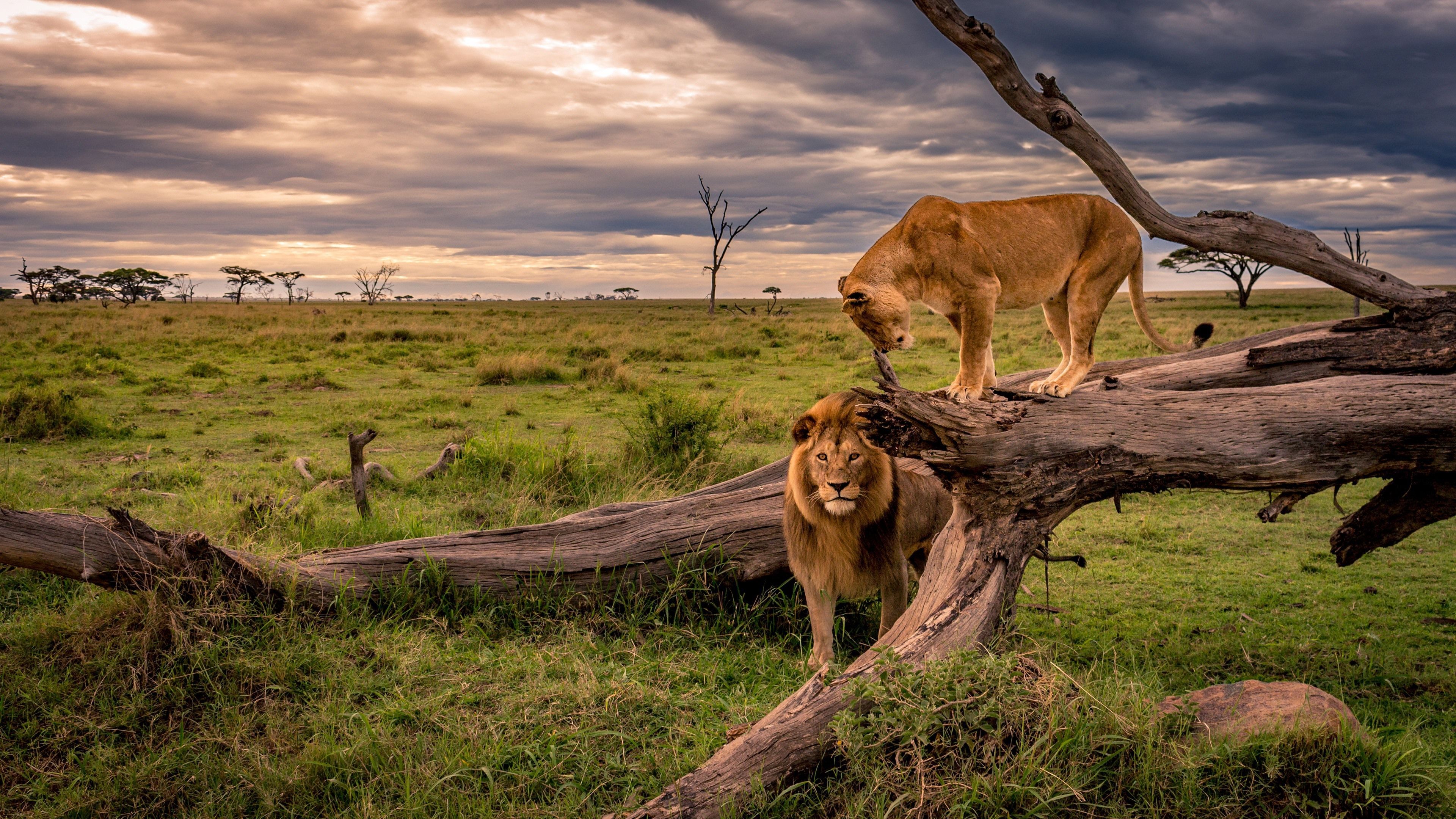 Löwin, Löwe, Savanne, Umgestürzter Baum, Afrika, 4K 2160p, Desktop-Hintergrundbild