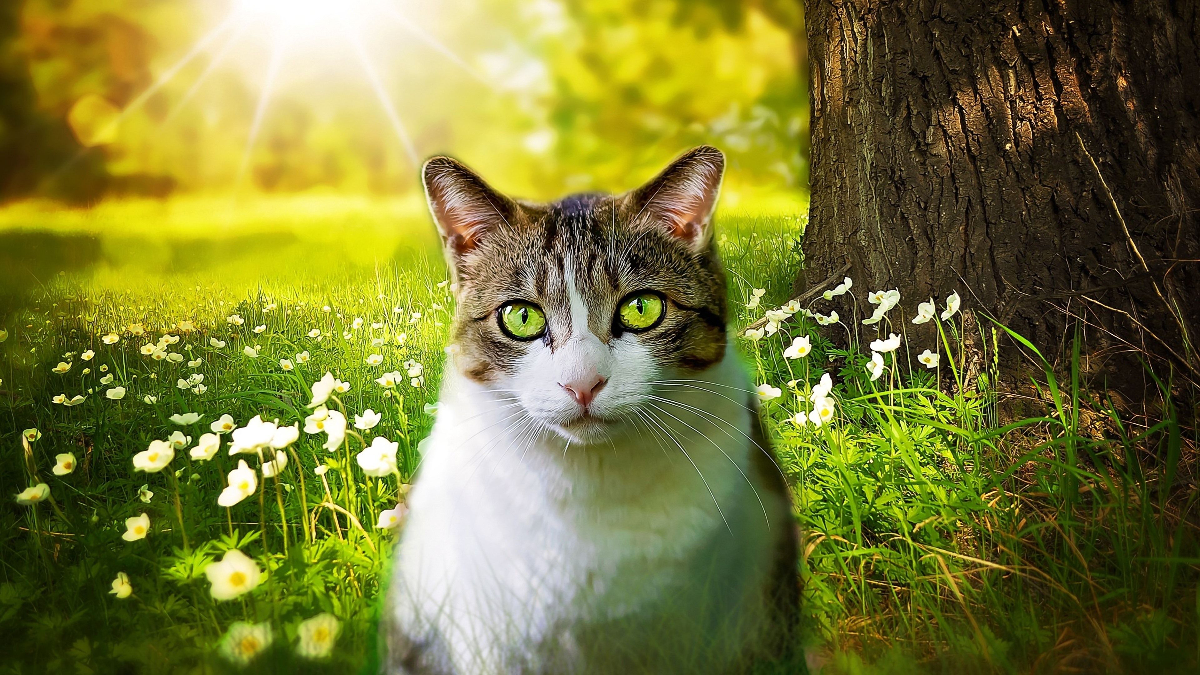 Katze, Wiese, Gänseblümchen, Sonnenlicht, Grüne Augen, 3840x2160, 4K-Hintergrundbild für PC