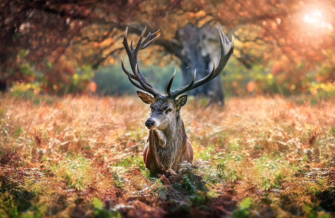 Rothirsch, Geweih, Herbstwald, Farnkraut, Wildtier, HD, Desktop-Hintergrund für Windows