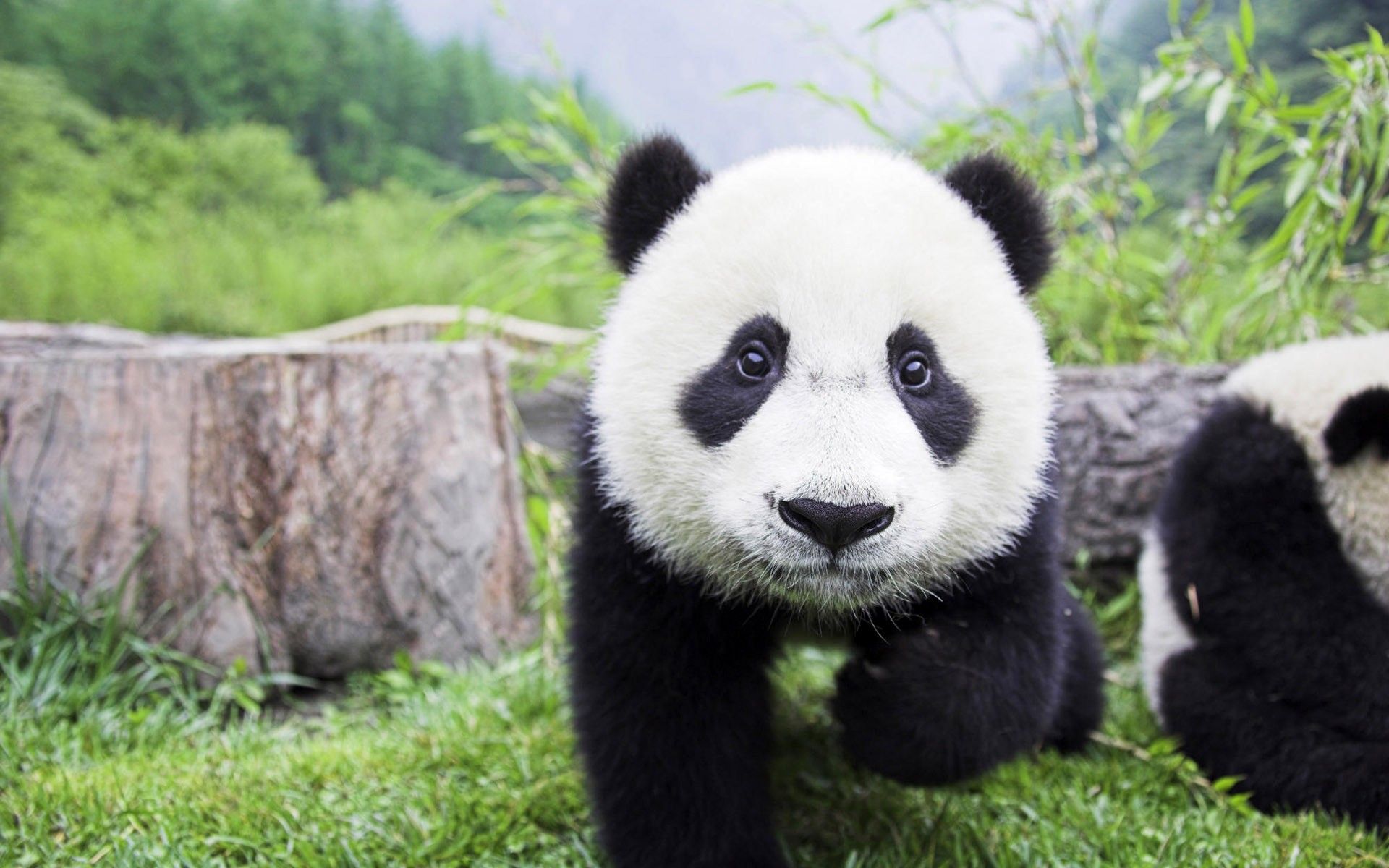 Pandabär, Jungtier, Baumstumpf, Gras, Niedlich, 16:10, Full-HD-Hintergrundbild für den Desktop