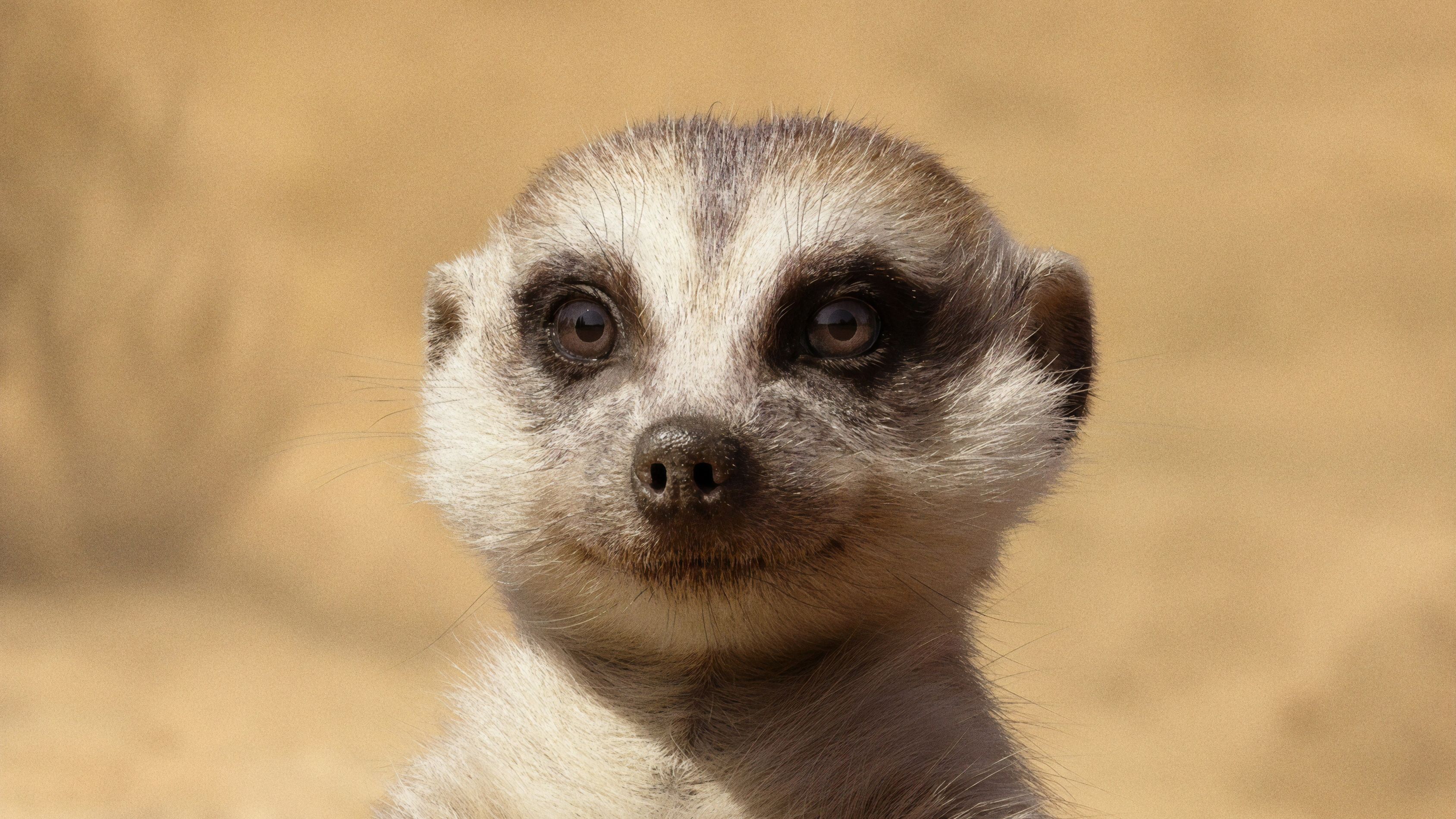 Erdmännchen, Nahaufnahme, Gesicht, Sandfarben, Lustig, 2K, Hintergrund für den Desktop