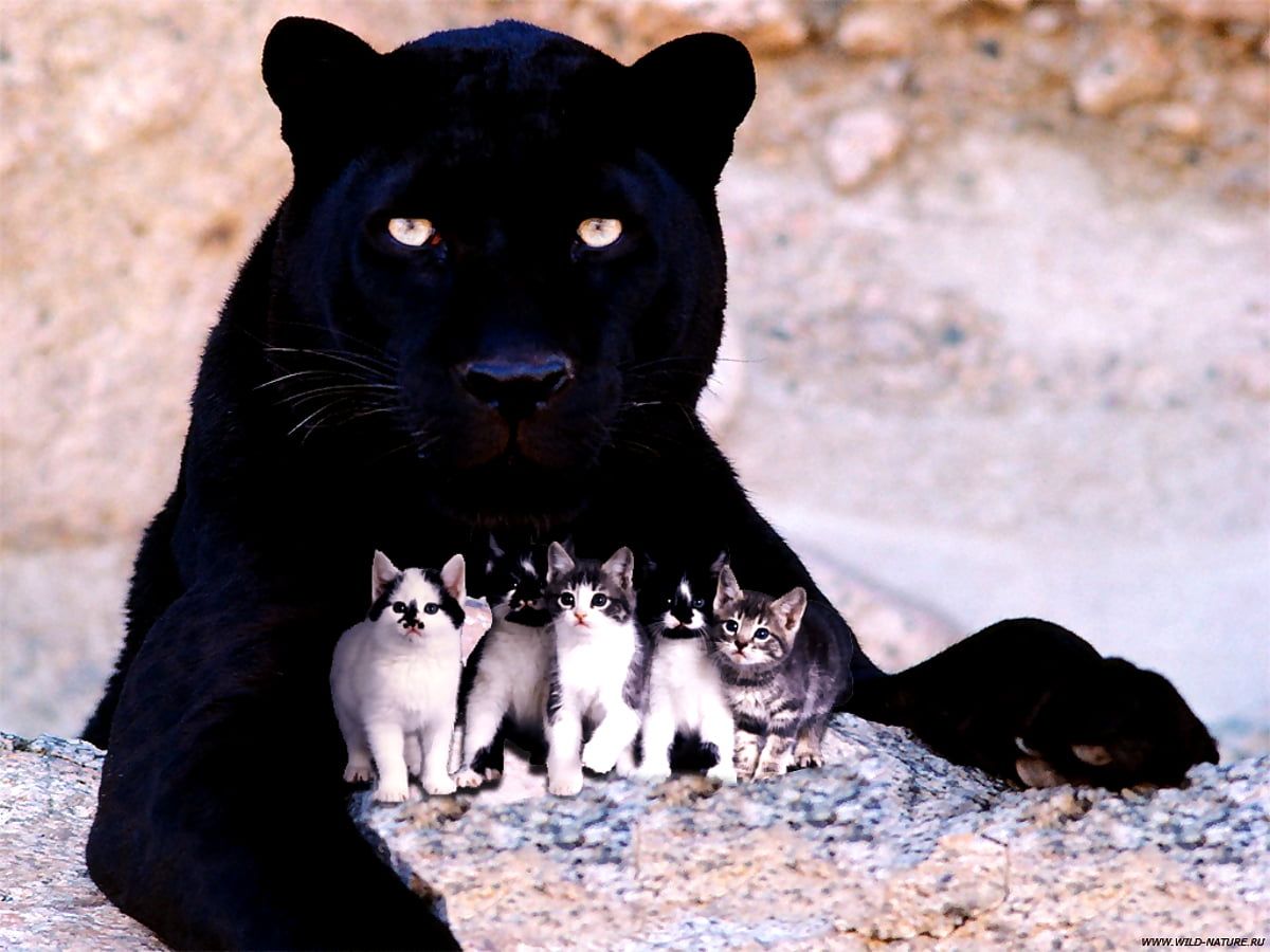 Schwarzer Panther, Kätzchen, Beschützer, Fotomontage, Niedlich, Hintergrundbild fürs iPad