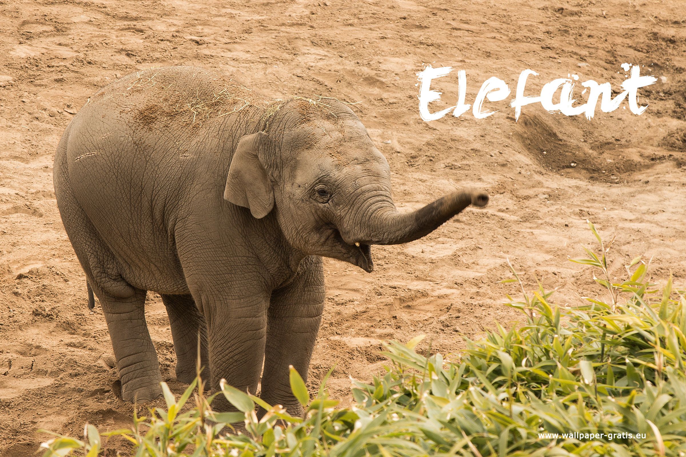 Elefantenbaby, Elefant, Rüssel, Schriftzug, Jungtier, Full HD, Desktop-Hintergrund für Windows
