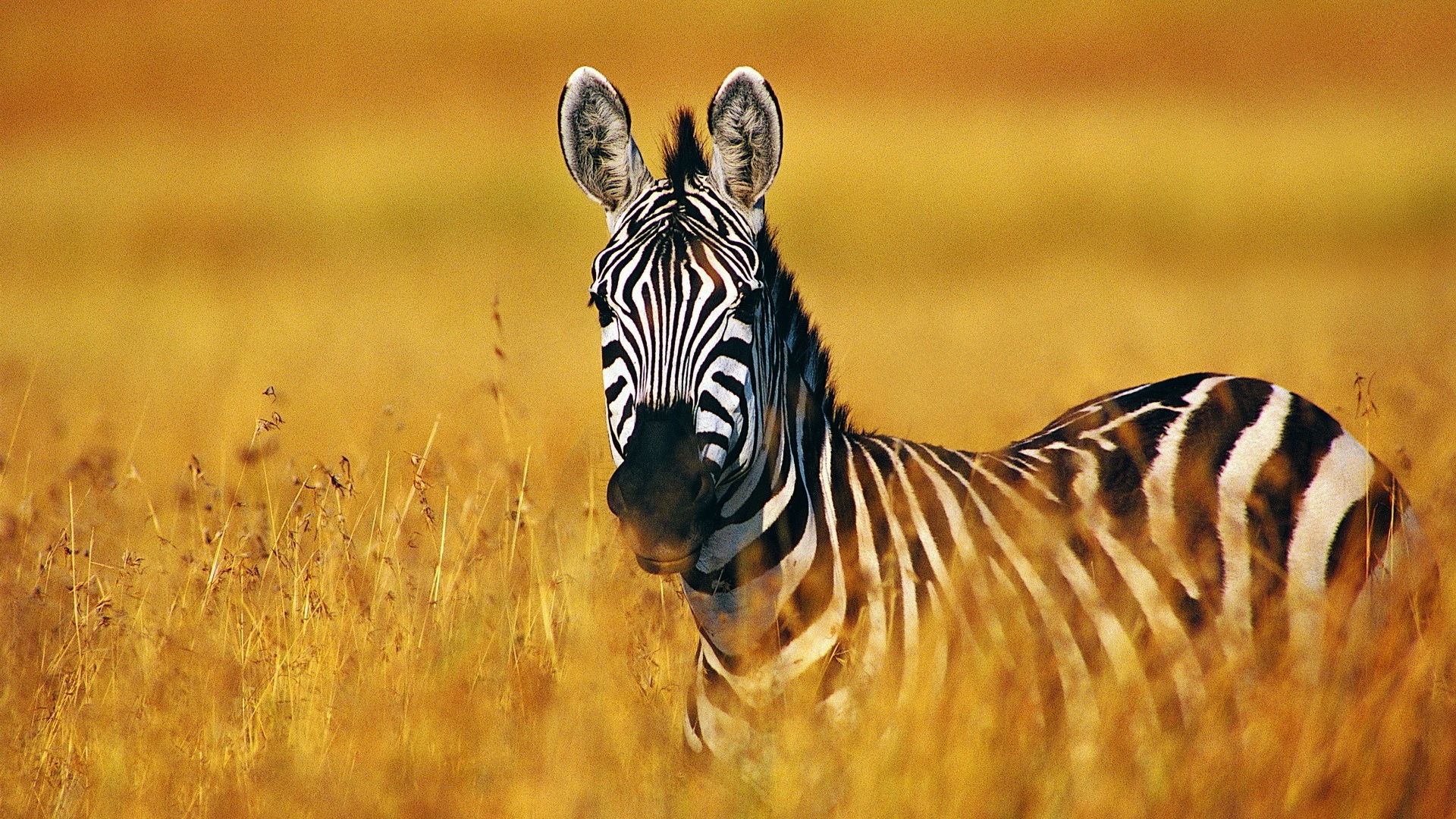Zebra, Savanne, Gelbes Gras, Streifen, Afrika, 16:9, Full-HD-Hintergrundbild für den Desktop