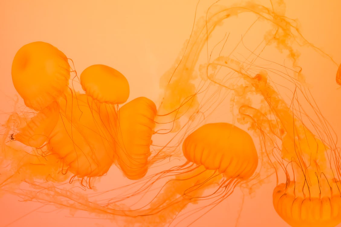 Quallen, Tentakel, Orange, Unterwasser, Leuchtend, Hintergrund