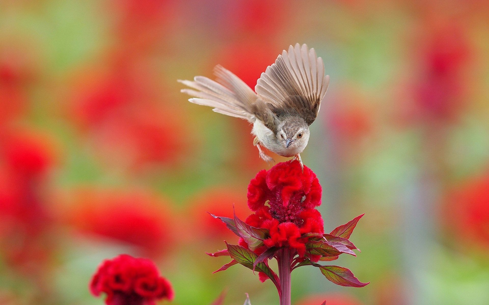 Vogel, Rote Blumen, Fächerschwanz, Bokeh, Natur, 16:10, Full-HD-Hintergrundbild für den Desktop