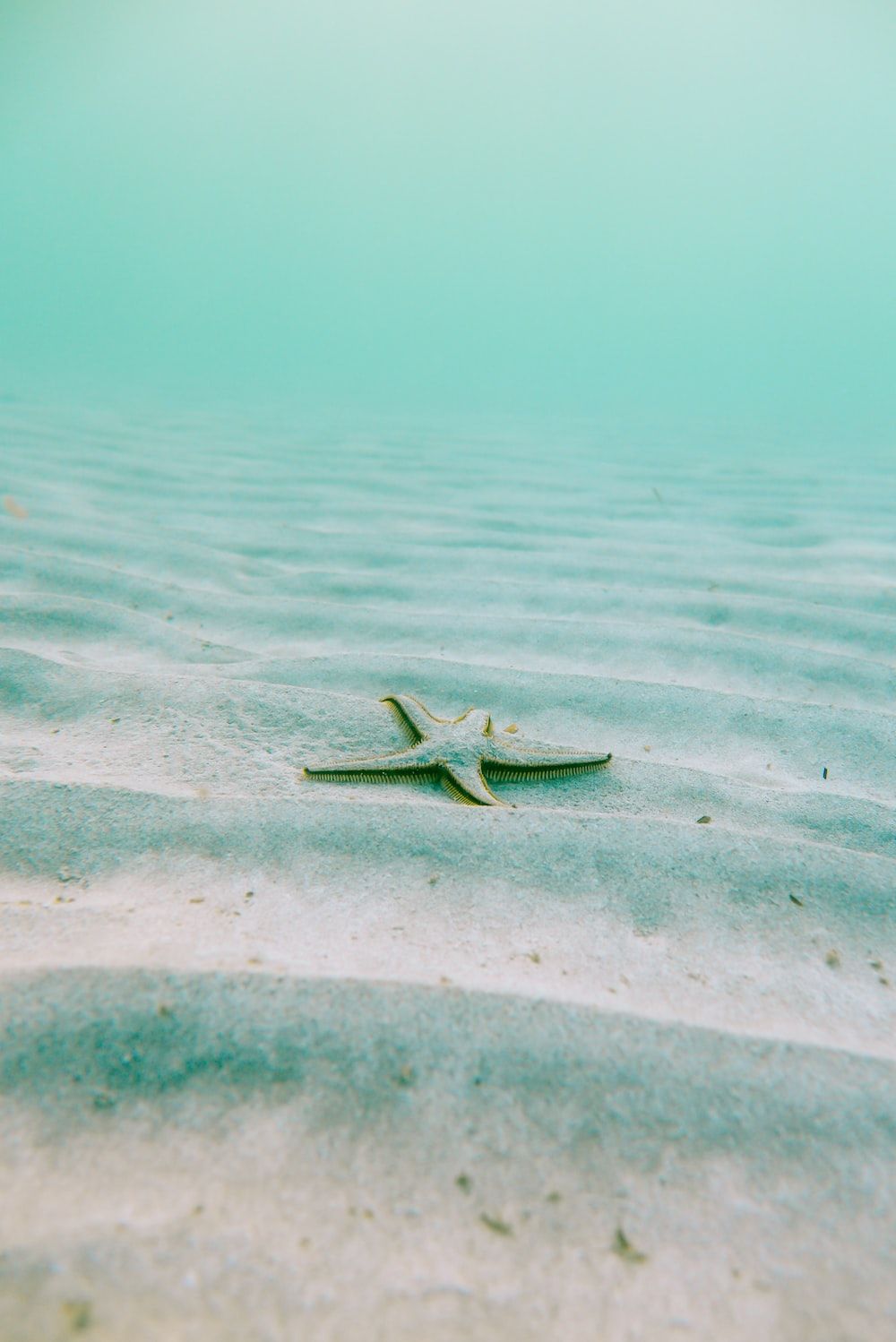 Seestern, Meeresboden, Sand, Unterwasser, HD, iPad-Hintergrundbild