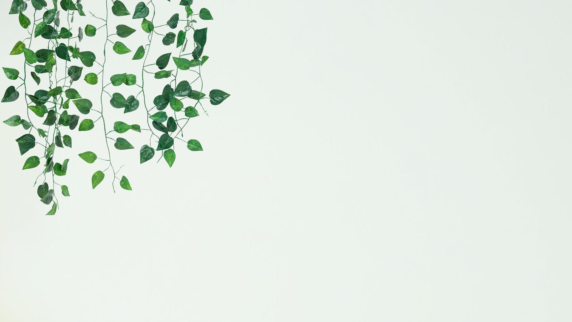 Efeu, Hängende Pflanzen, Hellgrün, Minimalistisch, Full HD 1080p, Desktop-Hintergrundbild