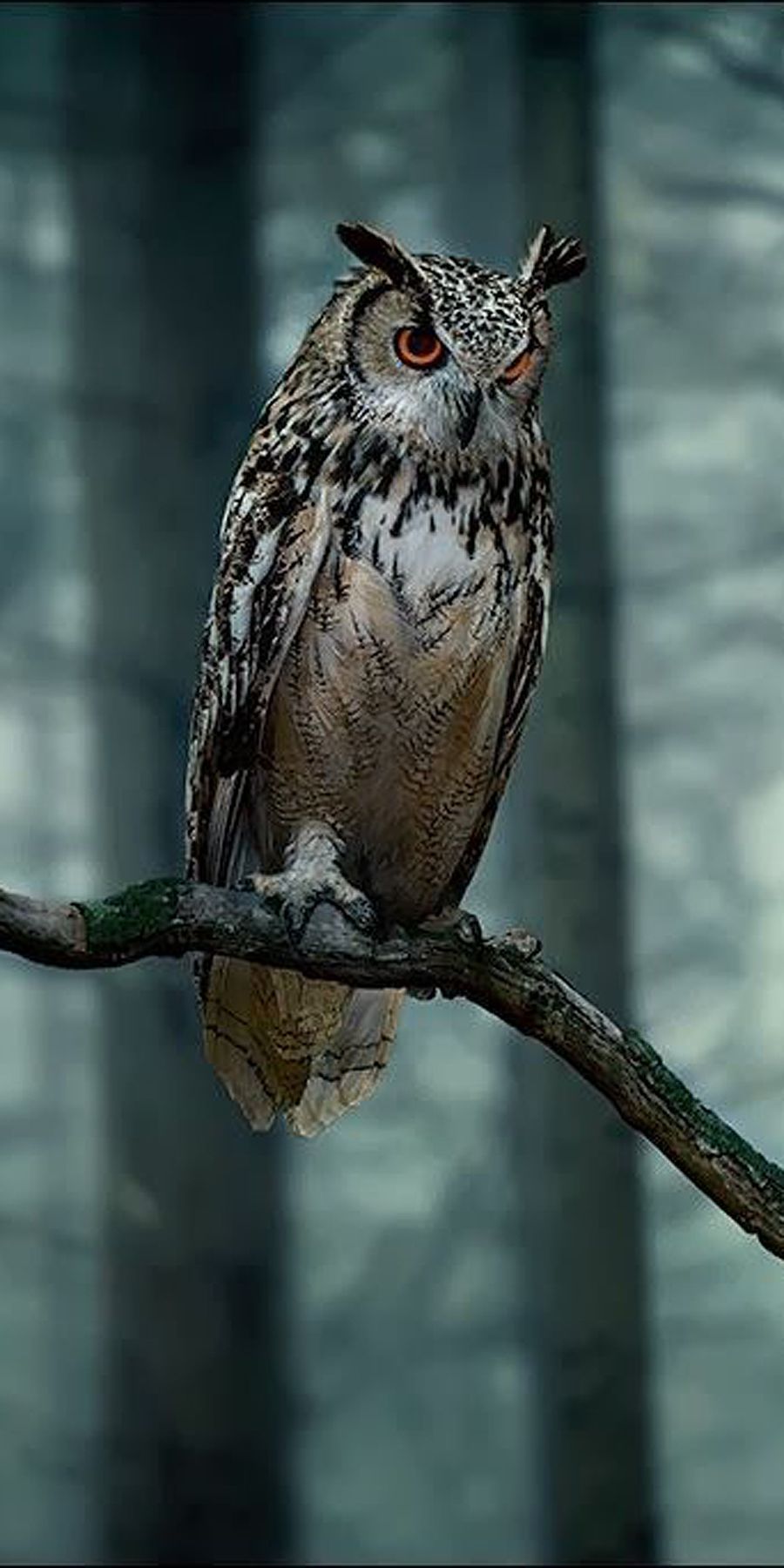 Waldohreule, Ast, Wald, Nachtvogel, Dunkelgrün, Hochformat, Hintergrundbild fürs Smartphone
