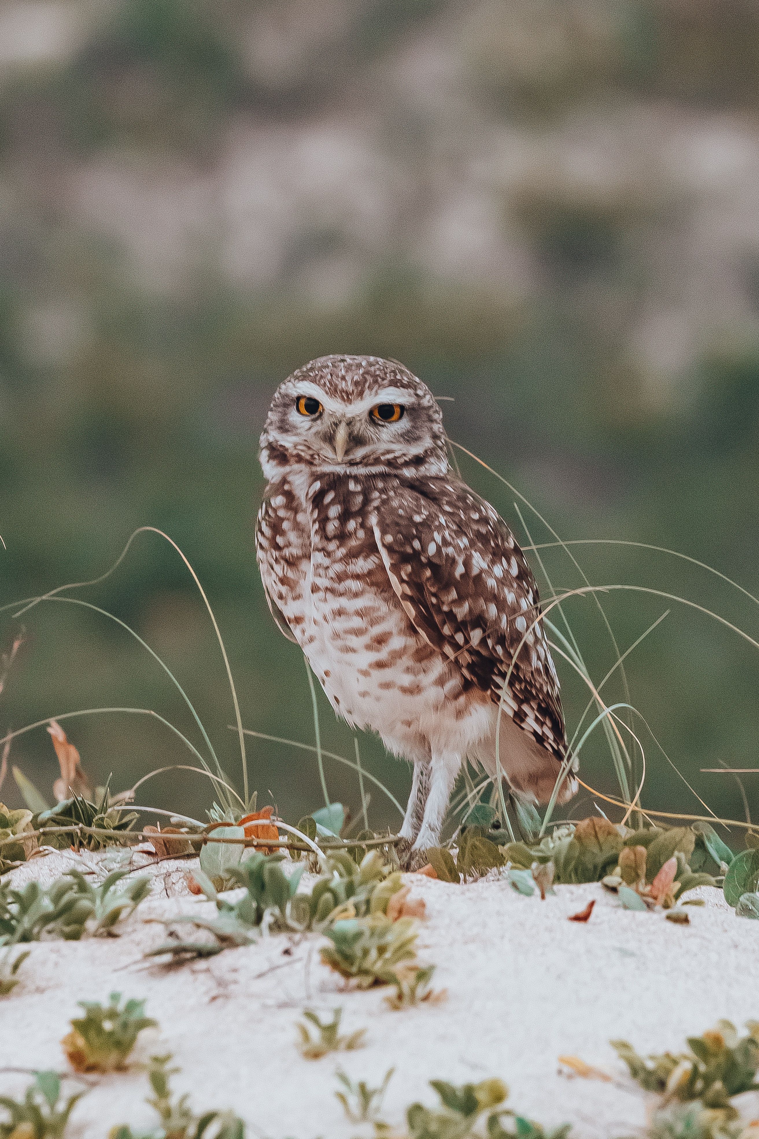 Kaninchenkauz, Gras, Schnee, Kleine Eule, Natur, QHD+, iPad-Hintergrundbild