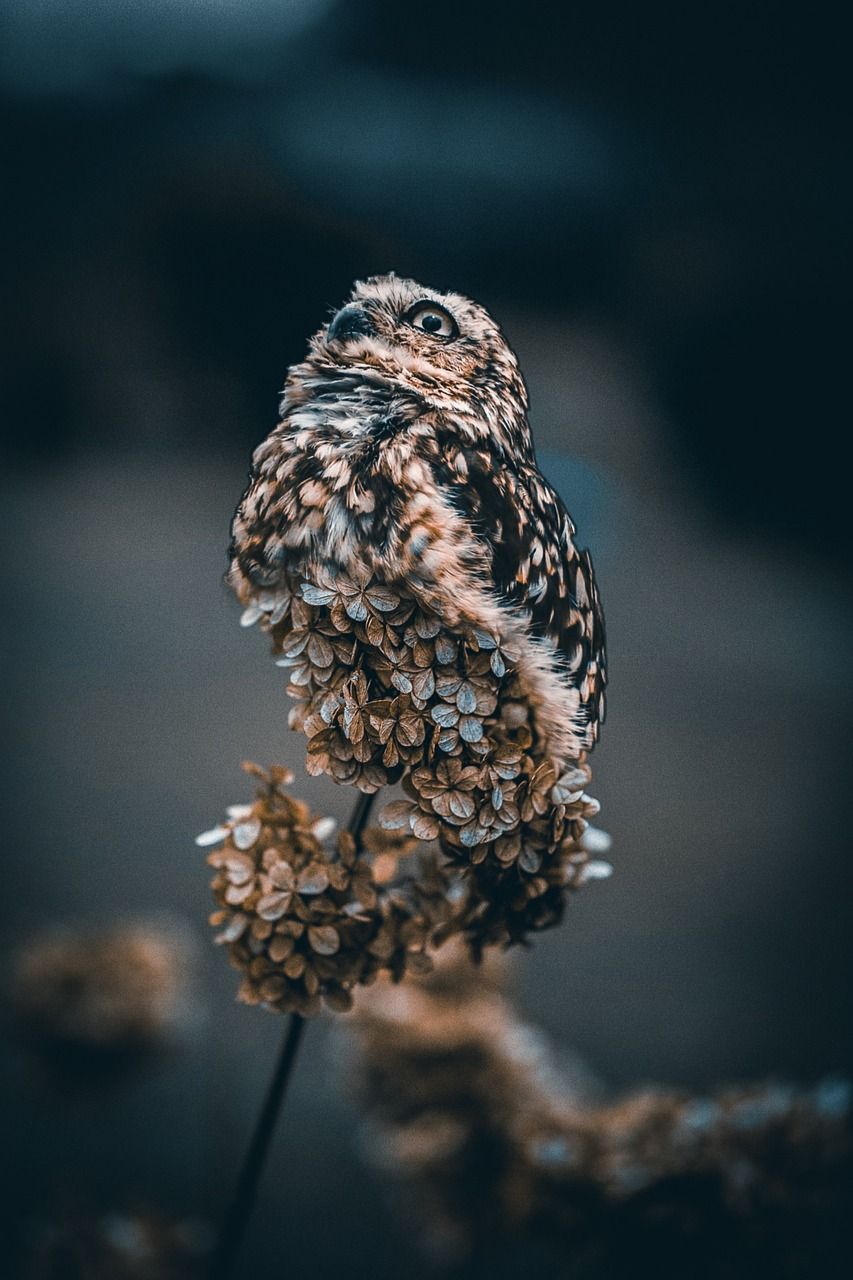 Eule, Ast, Dunkler Hintergrund, Gefieder, Unschärfe, HD, Sperrbildschirm fürs iPhone
