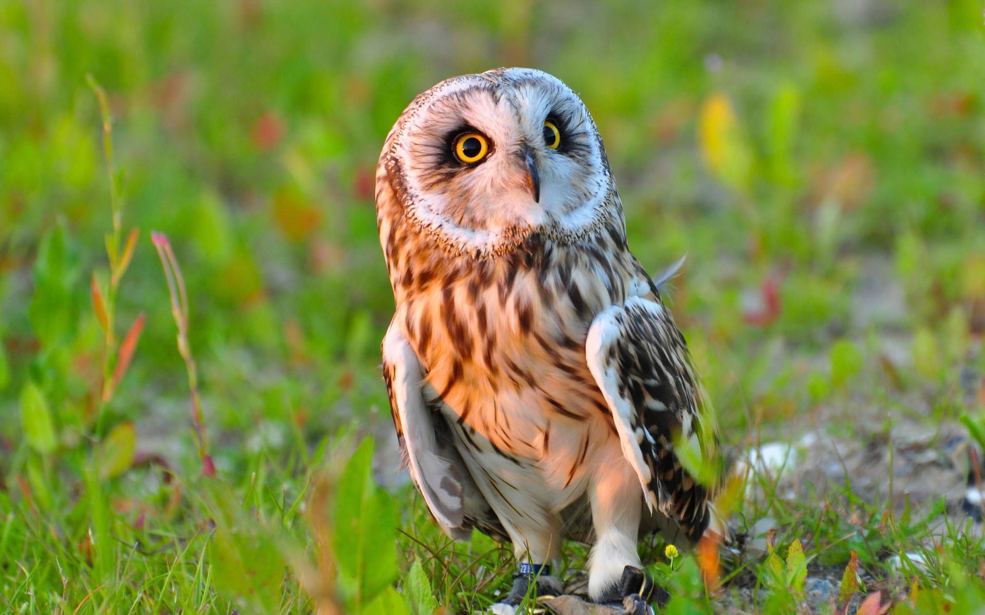 Sumpfohreule, Wiese, Gelbe Augen, Greifvogel, Sommer, 16:10, Full-HD-Hintergrundbild für den Desktop