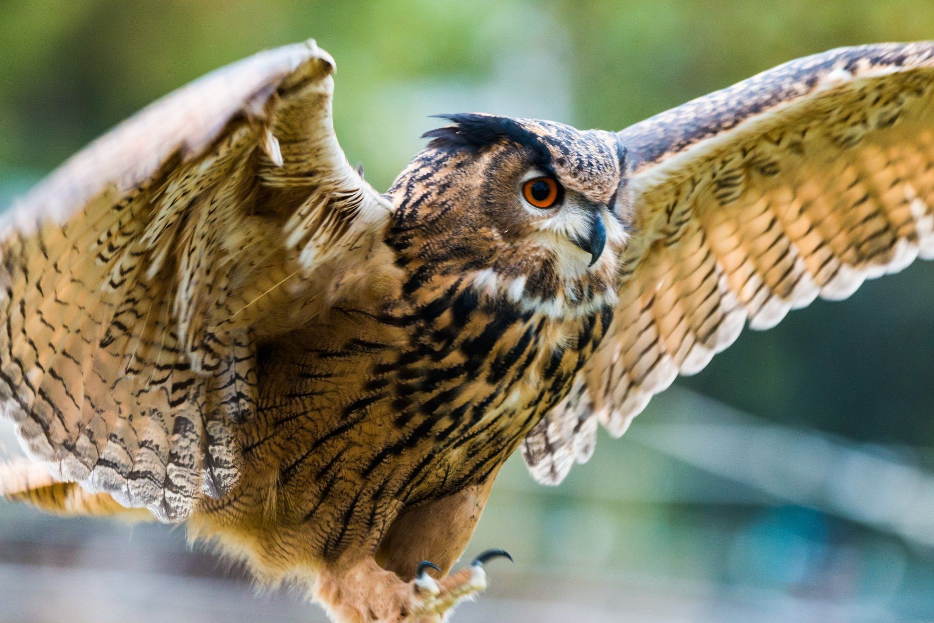Uhu, Ausgebreitete Flügel, Flug, Greifvogel, Federn, Full HD, Desktop-Hintergrund für Windows