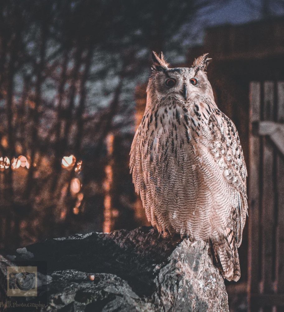 Uhu, Felsen, Waldrand, Abendlicht, Unschärfe, Hintergrundbild für iPad und Tablet
