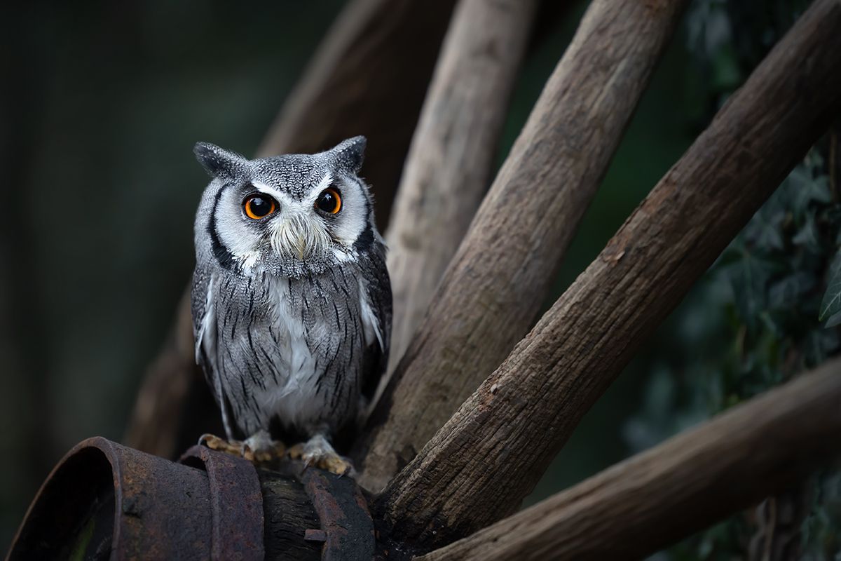 Weißgesichteule, Holzrad, Dunkel, Orange Augen, Natur, Hintergrundbild