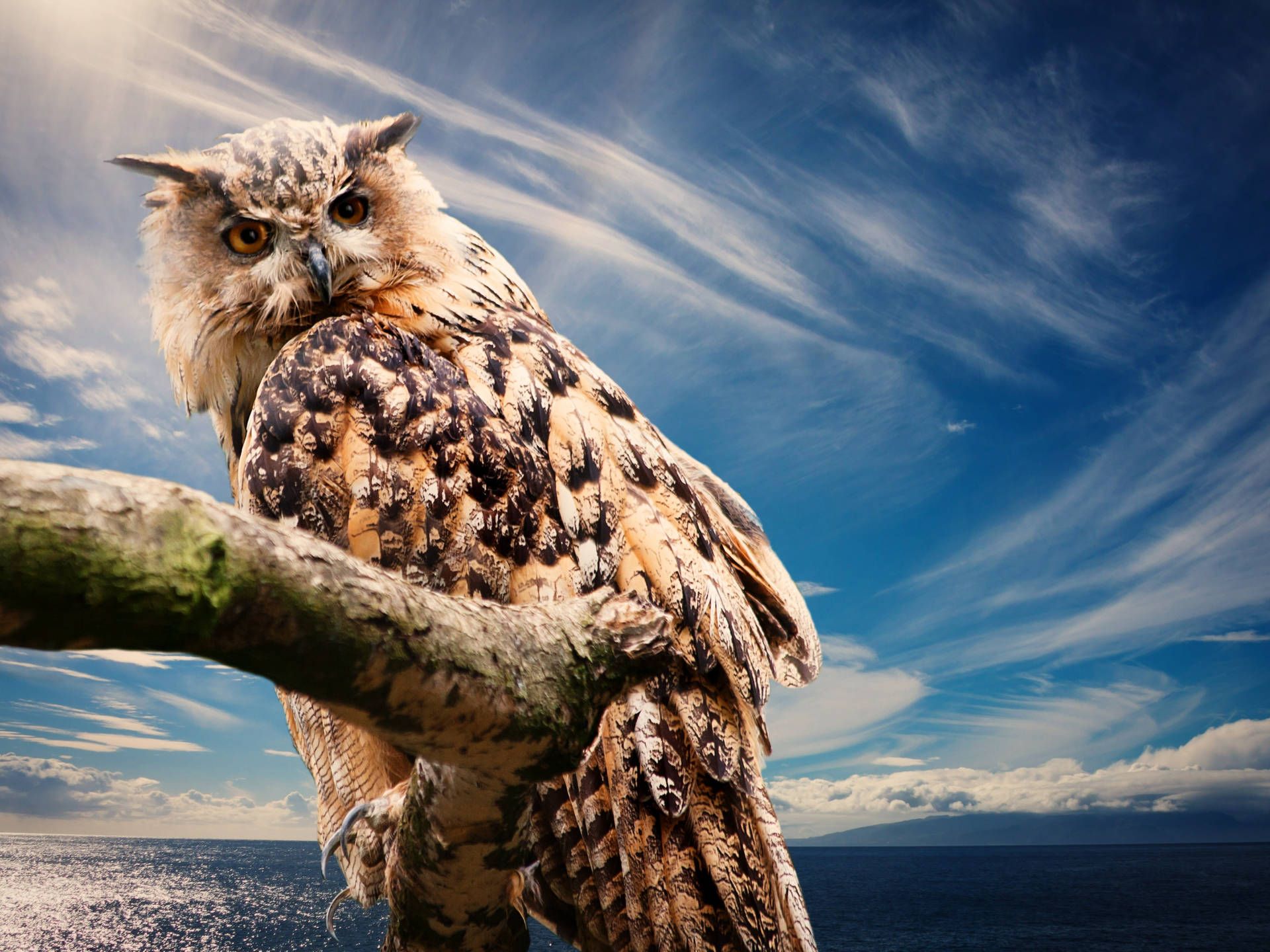 Uhu, Ast, Blauer Himmel, Wolken, Meer, Full HD, Hintergrundbild fürs Tablet