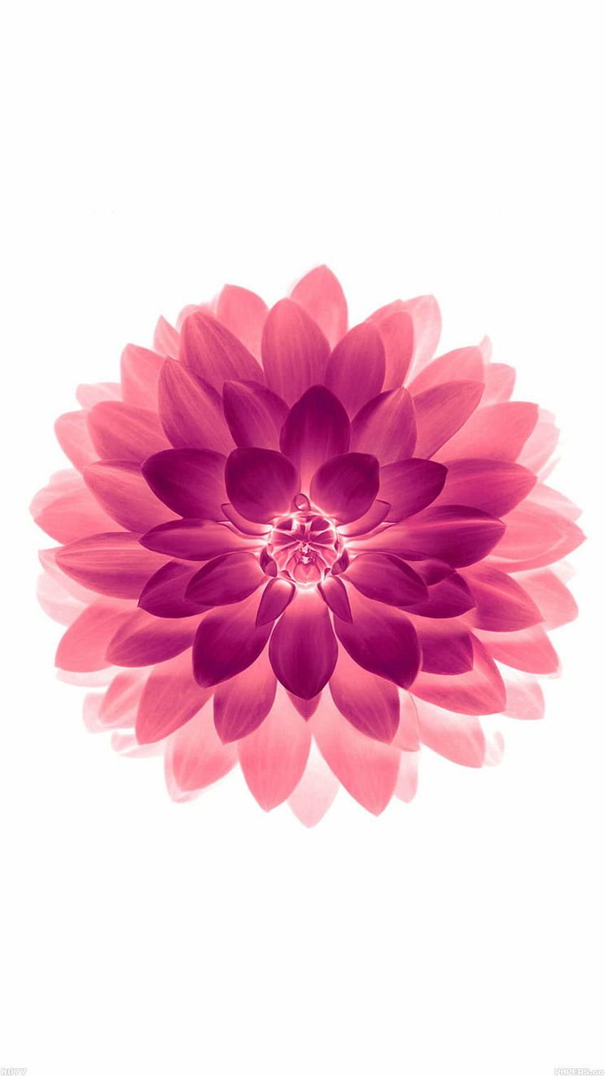 Dahlie, Pinke Blüte, Weißer Hintergrund, Symmetrie, Draufsicht, Sperrbildschirm fürs iPhone