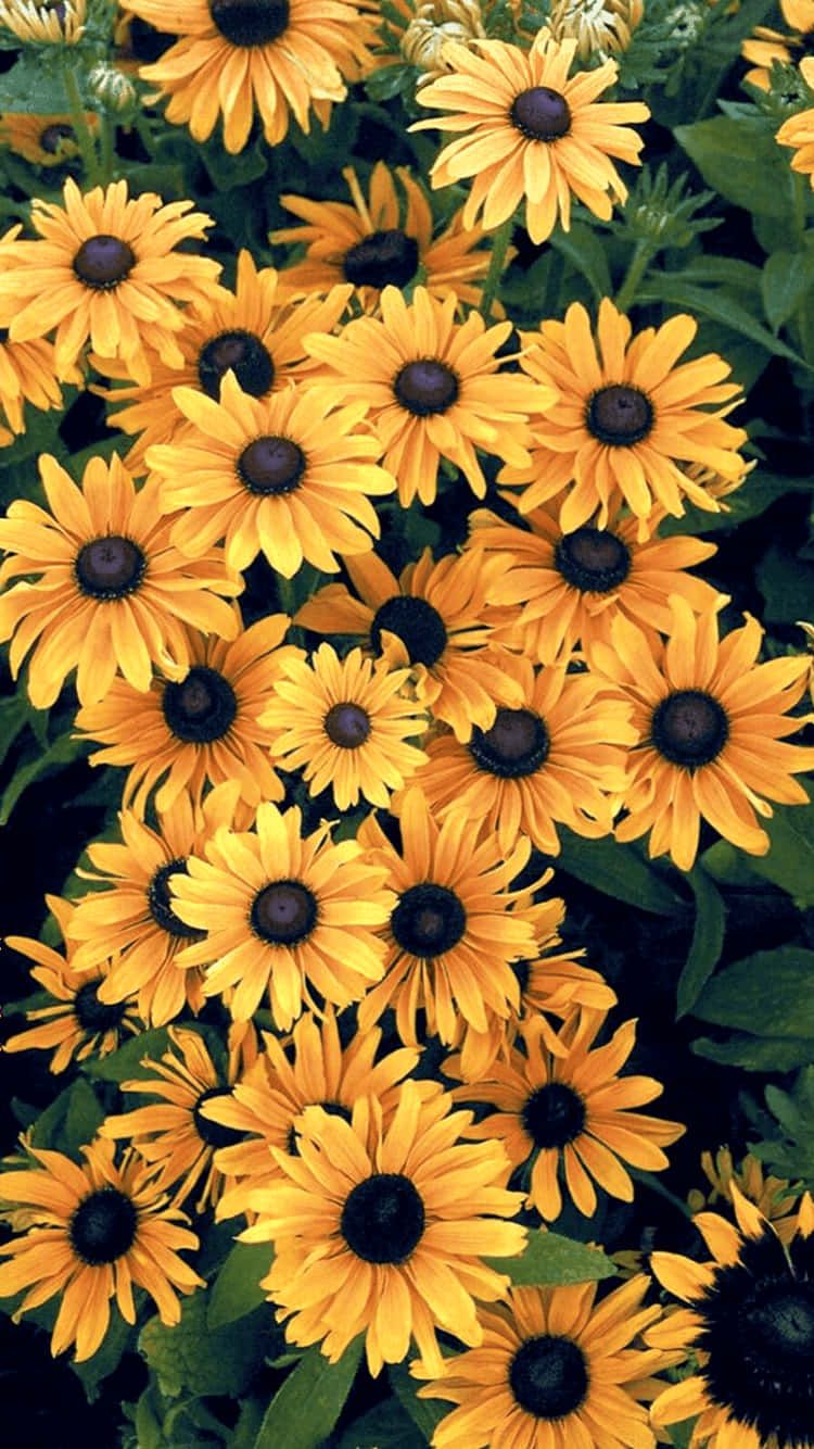Sonnenhut, Gelbe Blumen, Blüten, Sommer, Natur, HD, Handy-Hintergrund im Hochformat