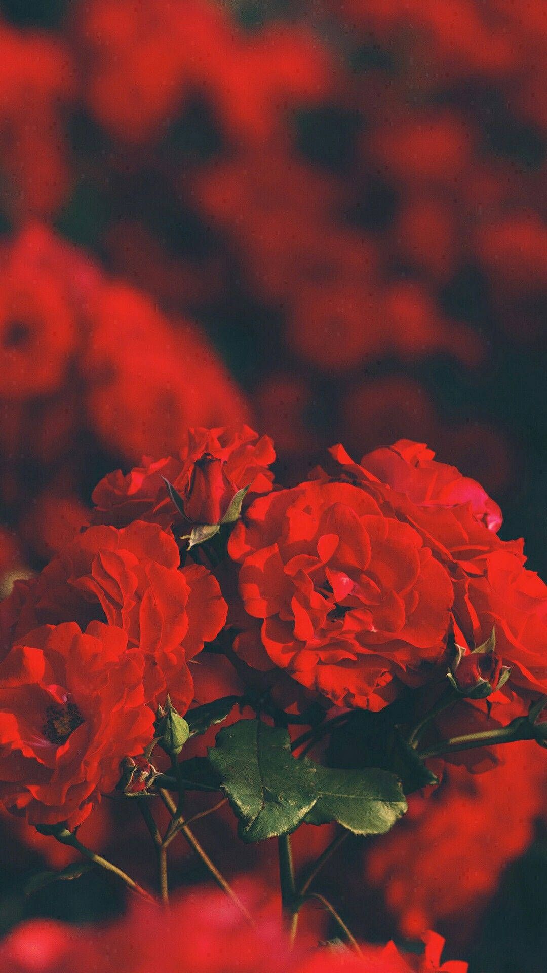 Rote Rosen, Rosenstrauch, Dunkel, Blumen, Rot, Full HD, Handy-Hintergrund im Hochformat