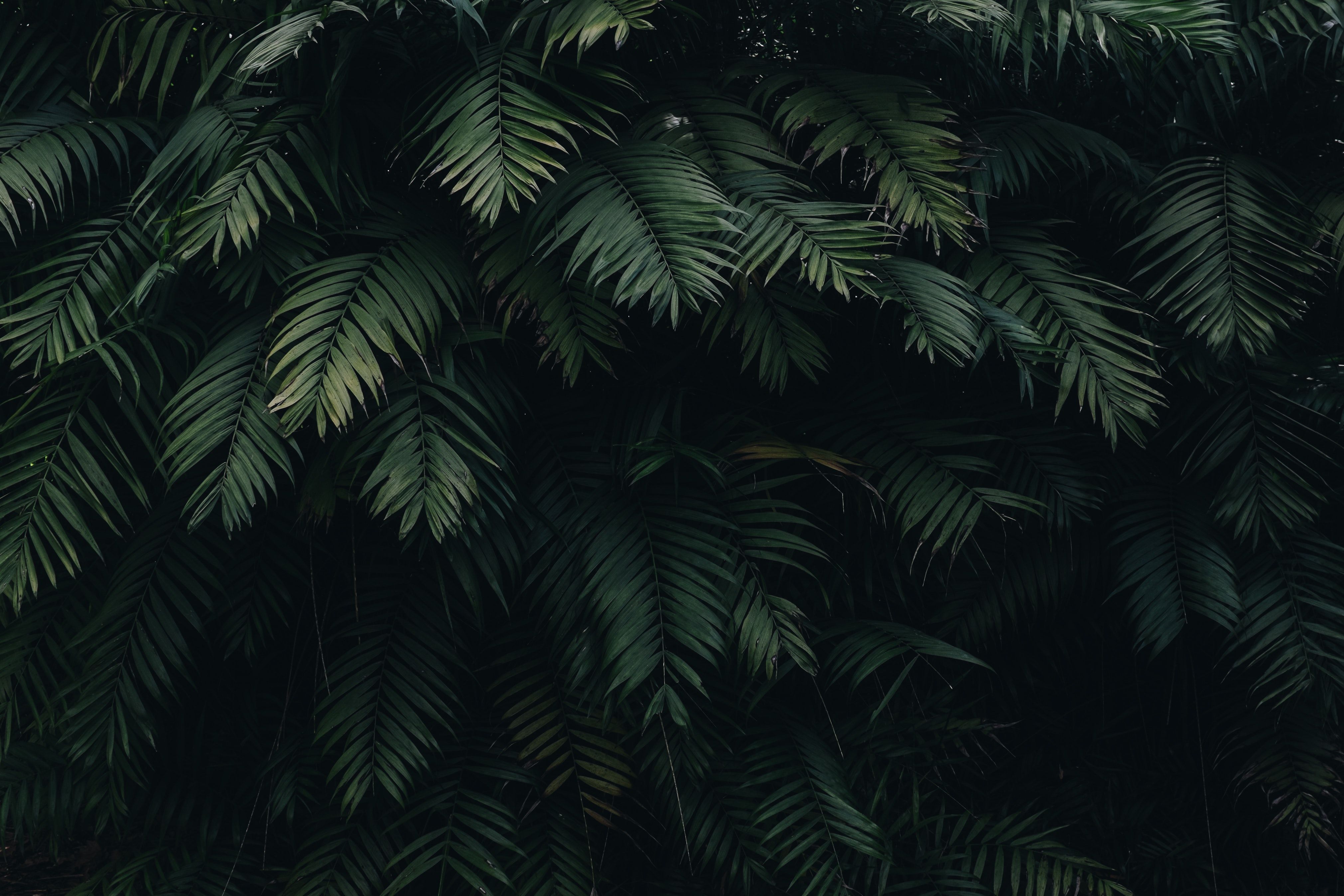 Farn, Palmblätter, Dunkelgrün, Natur, 4K, Hintergrundbild für den PC