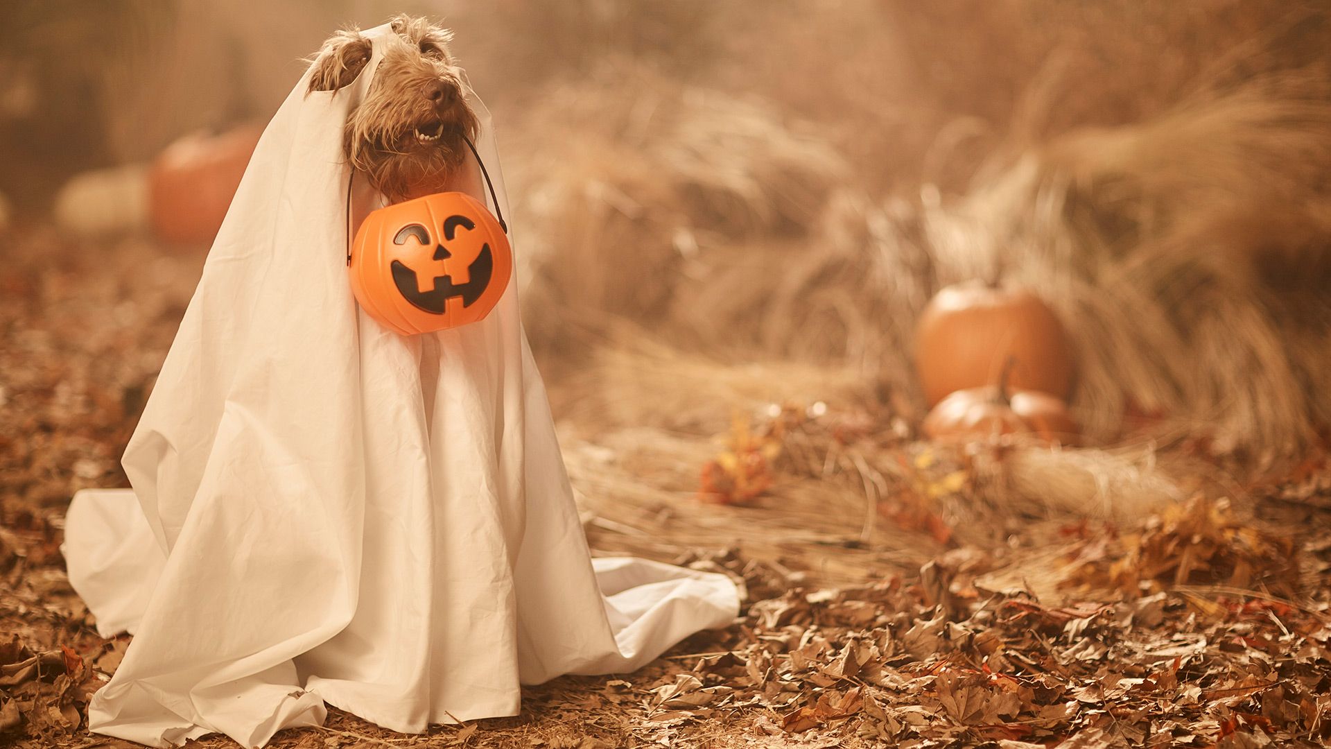Hund, Gespenst-Kostüm, Halloween, Kürbiseimer, Herbst, 1920x1080, Full-HD-Hintergrundbild für PC