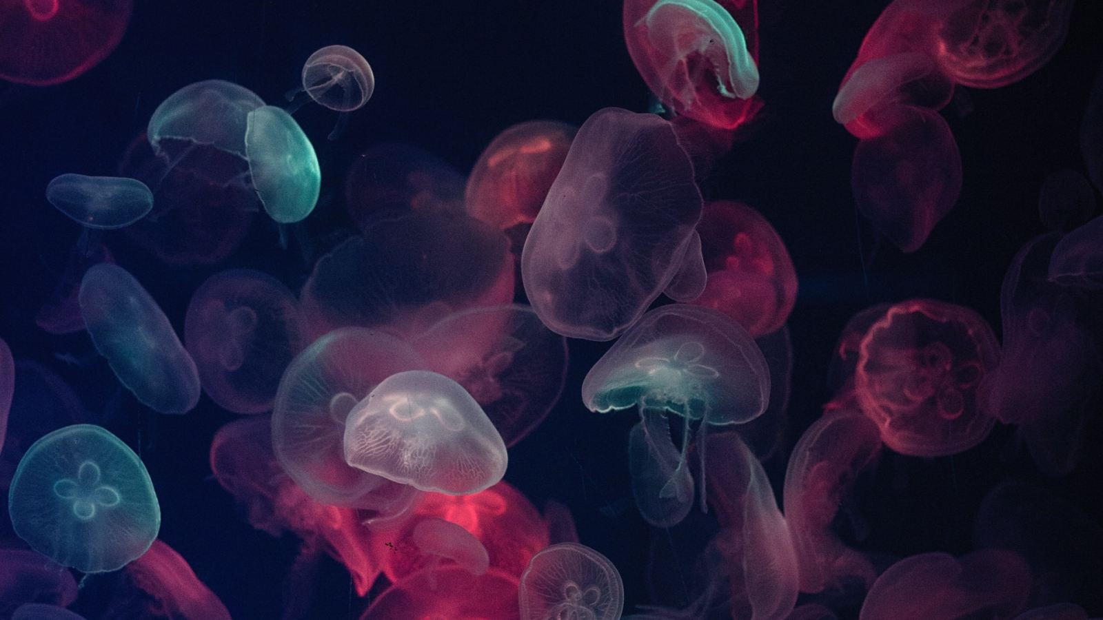 Quallen, Unterwasser, Dunkel, Rosa, Meer, 16:9, HD-Hintergrundbild für den Desktop