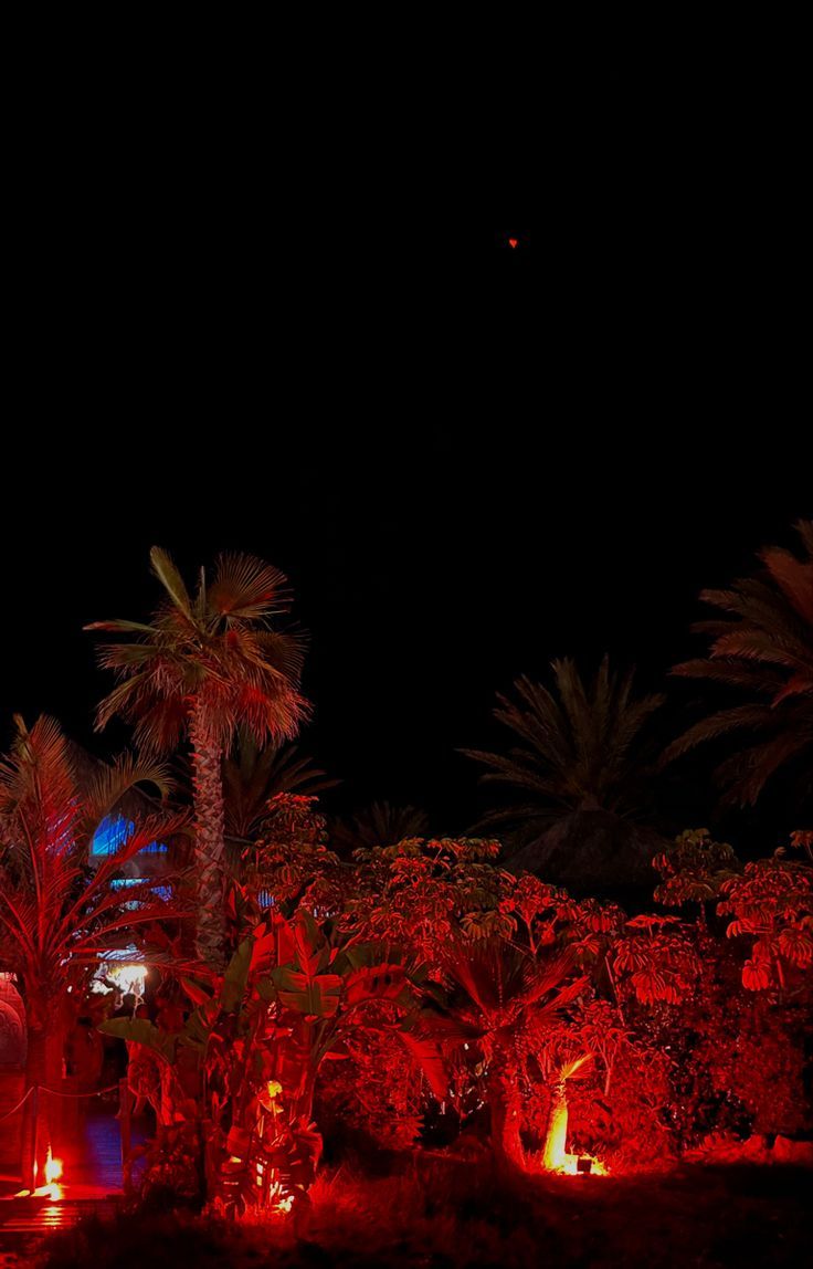 Palmen, Rotes Licht, Nacht, Garten, Dunkel, HD, Sperrbildschirm fürs iPhone