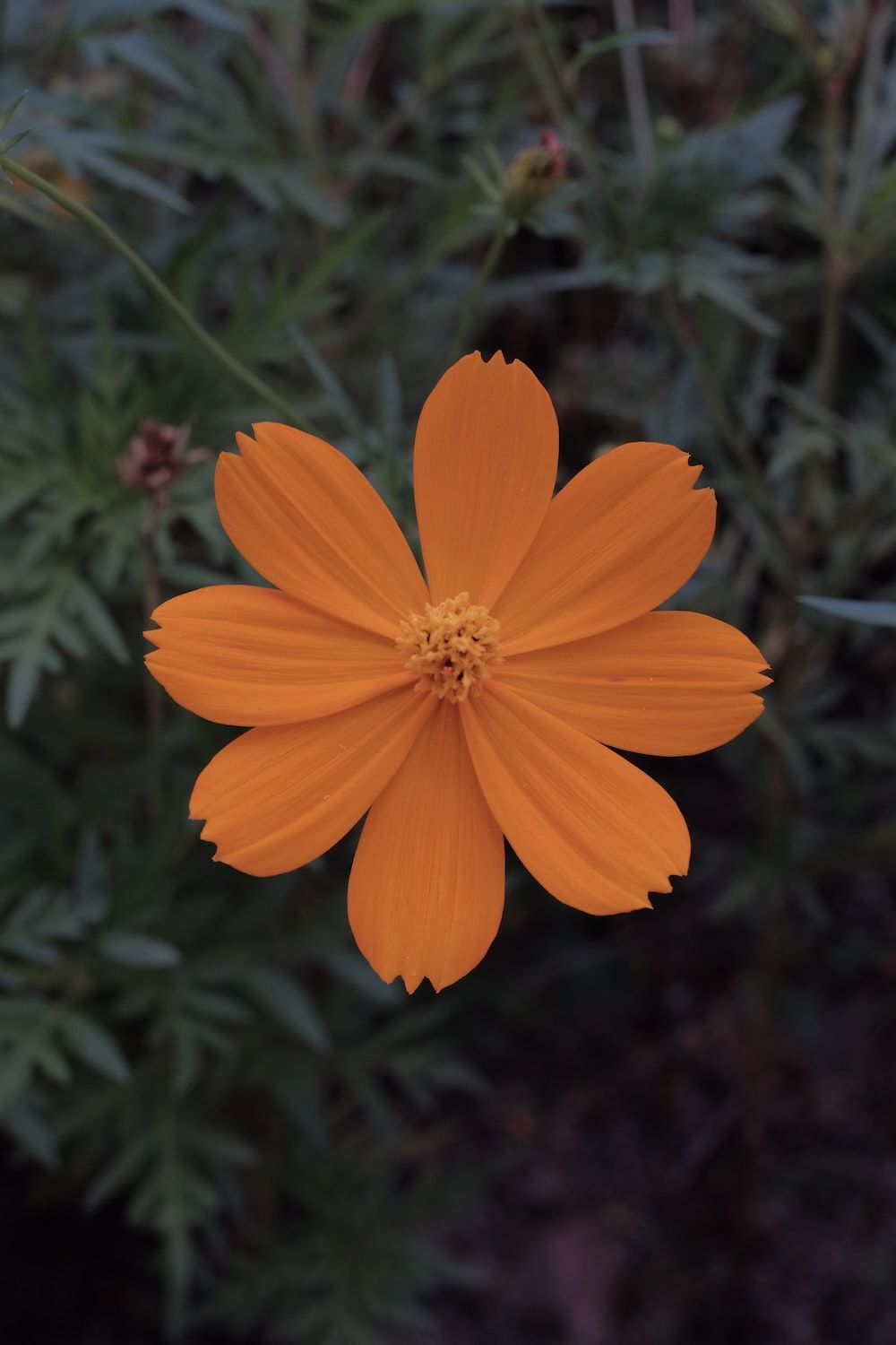 Schmuckkörbchen, Orange Blüte, Blume, Dunkelgrün, Natur, HD, Handy-Hintergrund