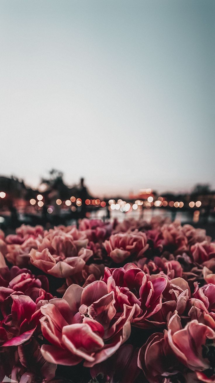 Tulpenfeld, Rote Tulpen, Bewölkter Himmel, Frühling, Unscharf, Hintergrundbild fürs Handy