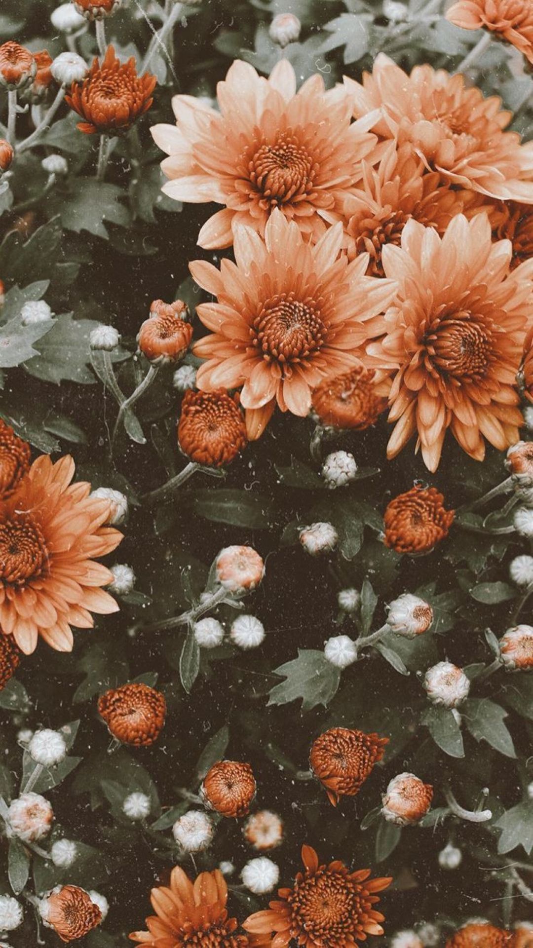 Chrysanthemen, Orange, Blumenmeer, Herbst, Nahaufnahme, Full HD, Hintergrundbild fürs Handy