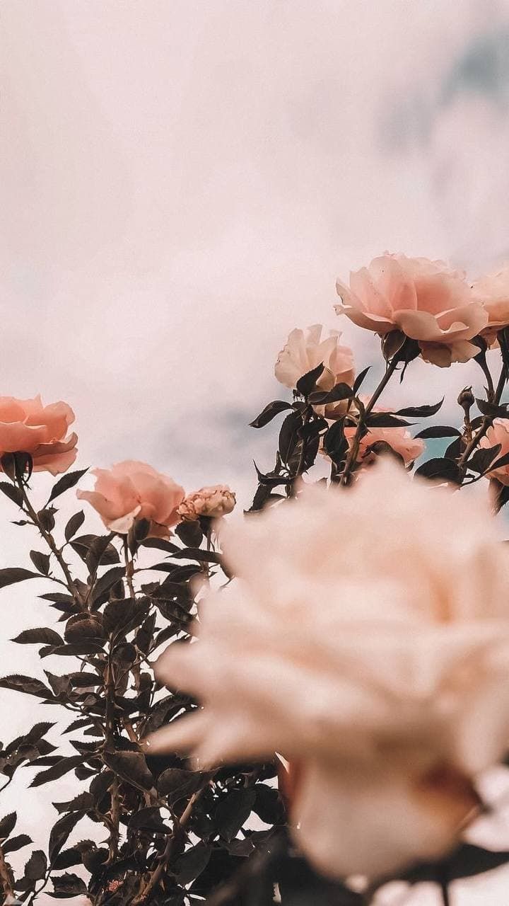 Rosen, Pfirsichfarben, Pastell, Vintage, Weich, HD, Sperrbildschirm fürs iPhone