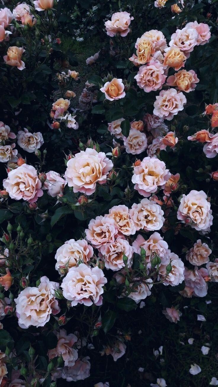 Rosenstrauch, Rosa Rosen, Dunkelgrün, Garten, HD, Handy-Hintergrund im Hochformat
