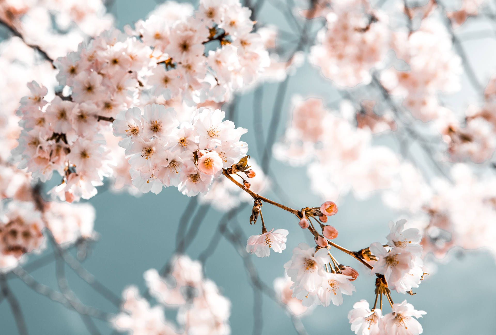 Kirschblüten, Zweige, Frühling, Rosa, Hellblau, Full HD, Desktop-Hintergrund für Windows