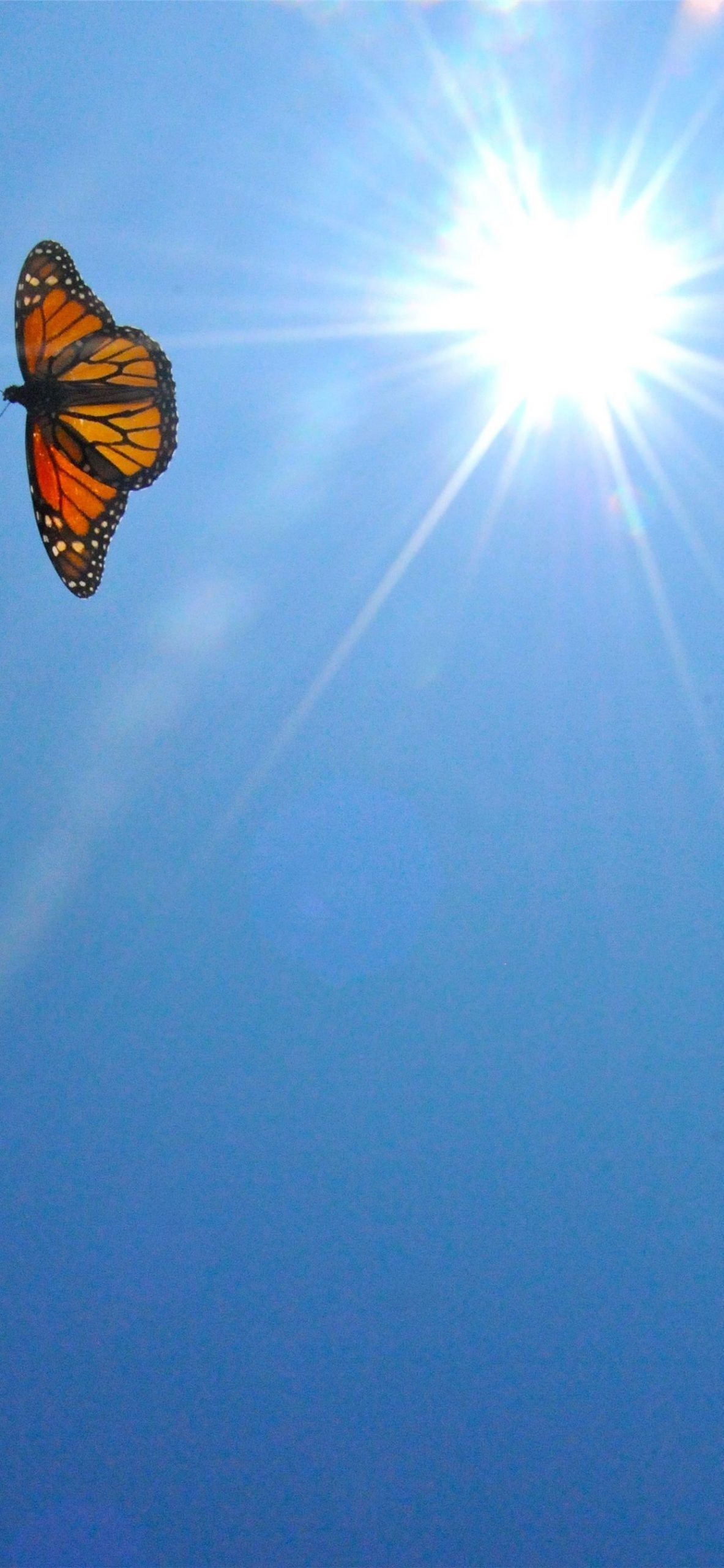 Schmetterling, Monarchfalter, Sonne, Blauer Himmel, Sonnenstrahlen, iPhone-17-Pro-Wallpaper