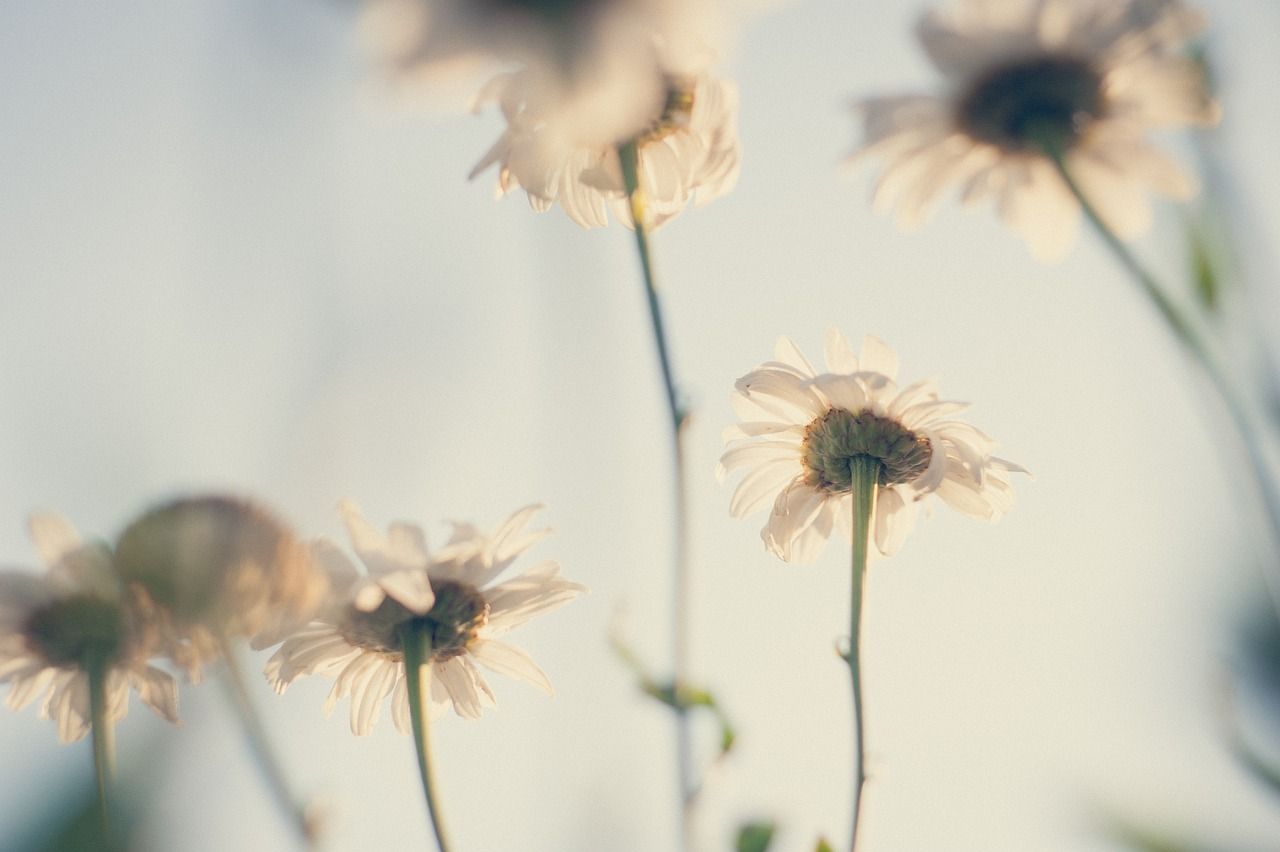Wildblumen, Gegenlicht, Unscharf, Pastell, Kamille, HD, Hintergrundbild für den PC